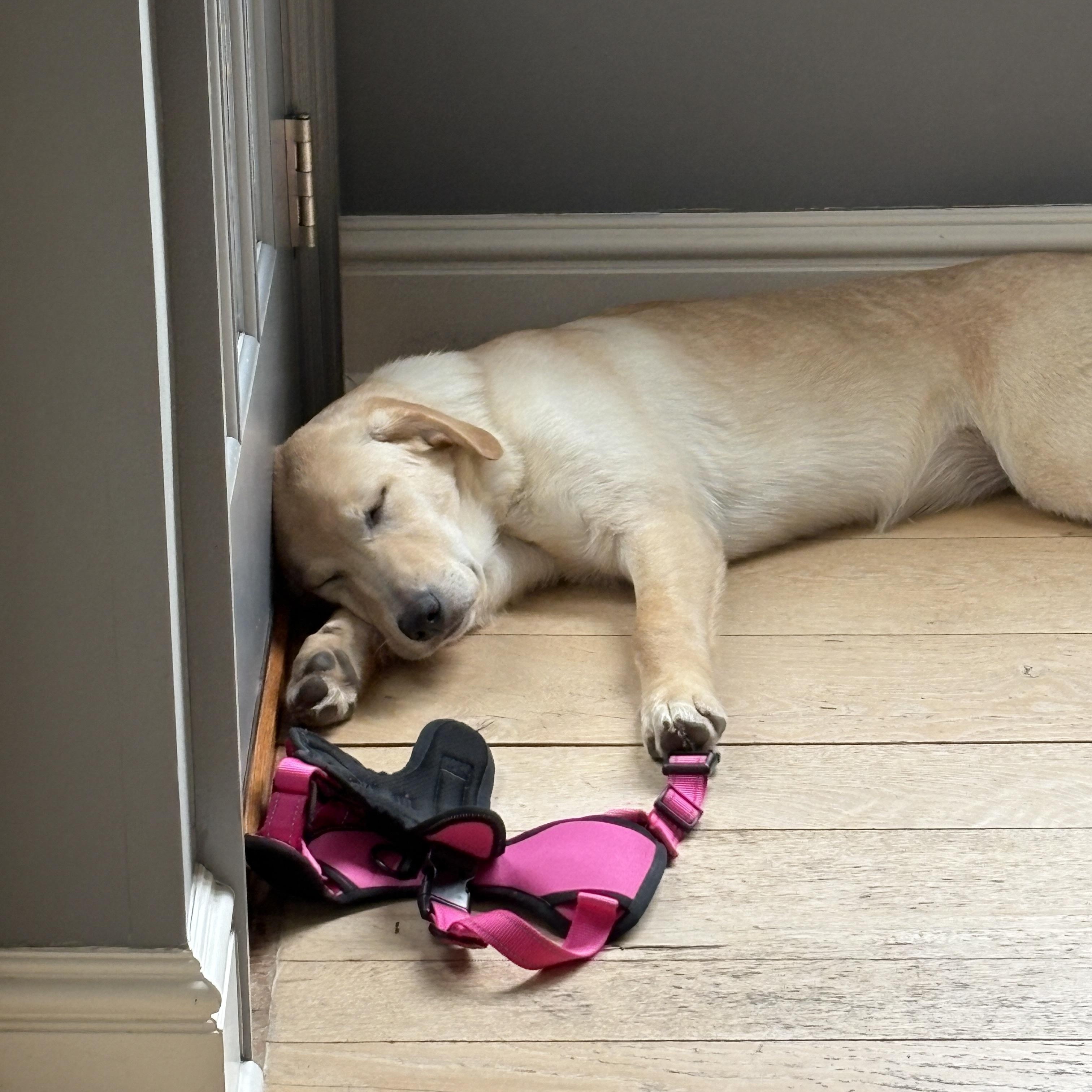 Enlarge Tilly, a ADOPTABLE mixed breed in Mahwah, NJ image 2/5