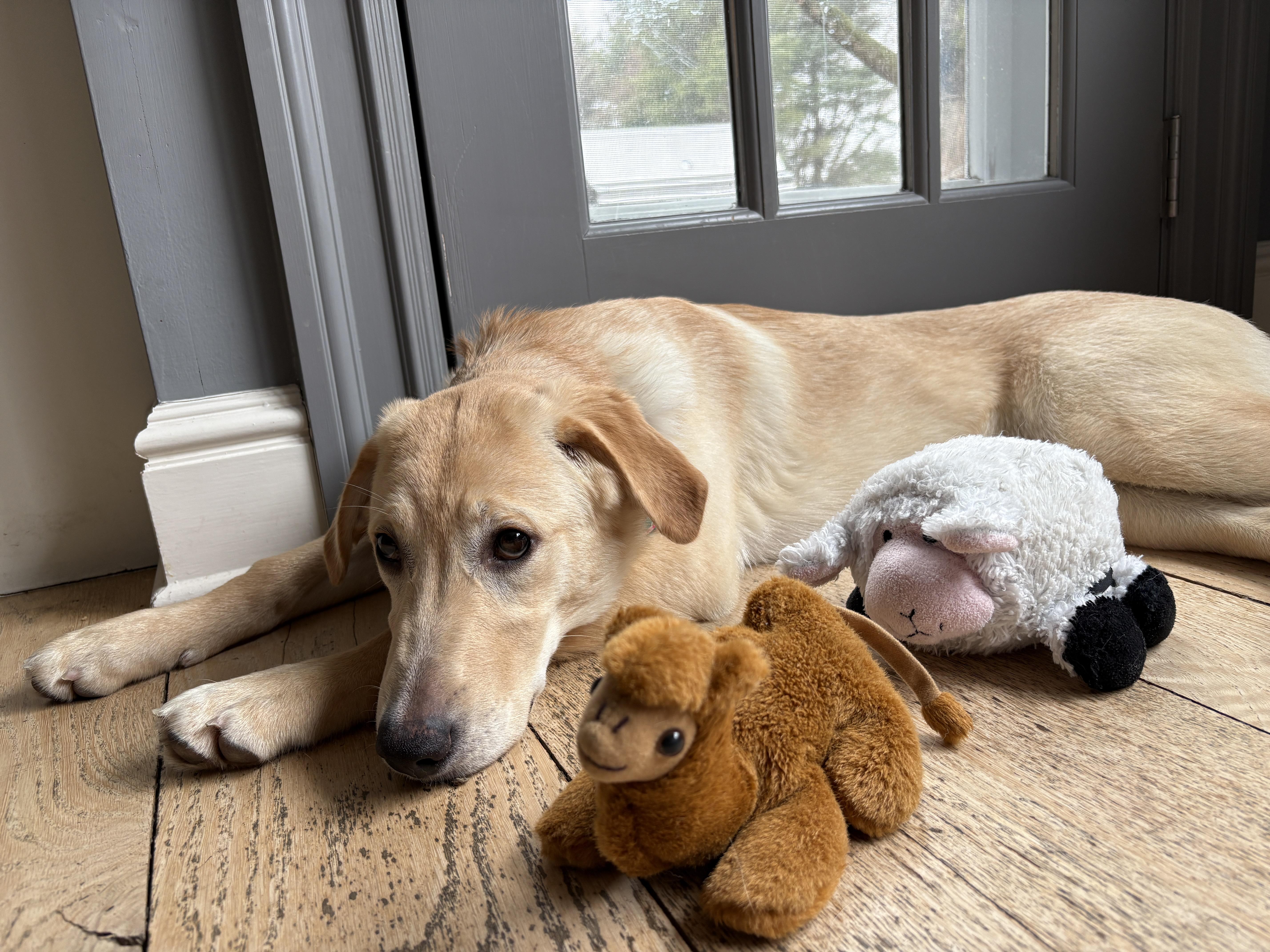 Tilly, ADOPTABLE, Young Female Retriever.