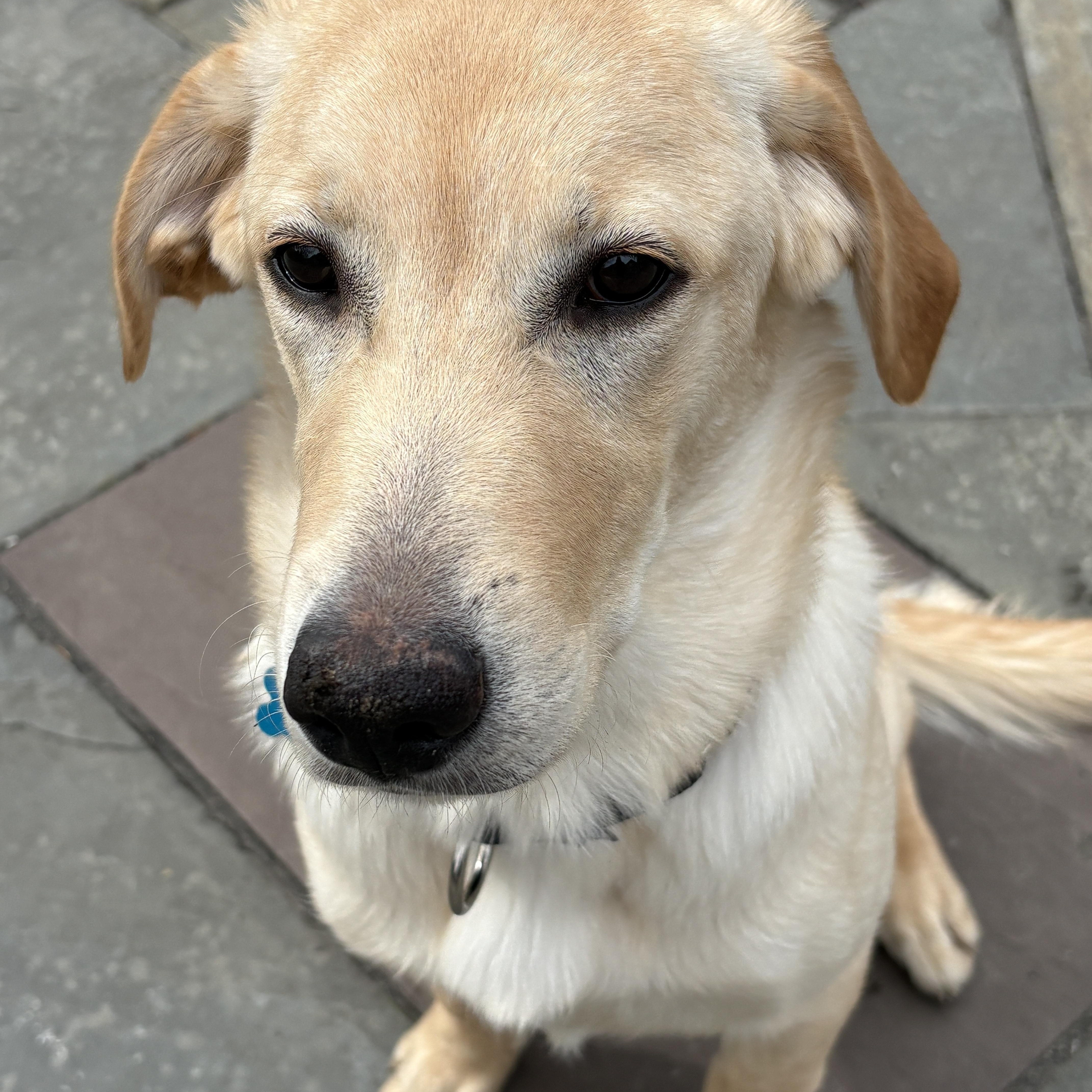 Enlarge Tilly, a ADOPTABLE mixed breed in Mahwah, NJ image 5/5