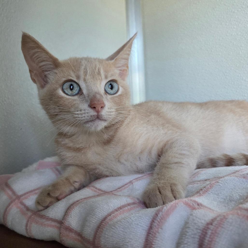 Elijah, Adoptable, Kitten Male Domestic Short Hair.