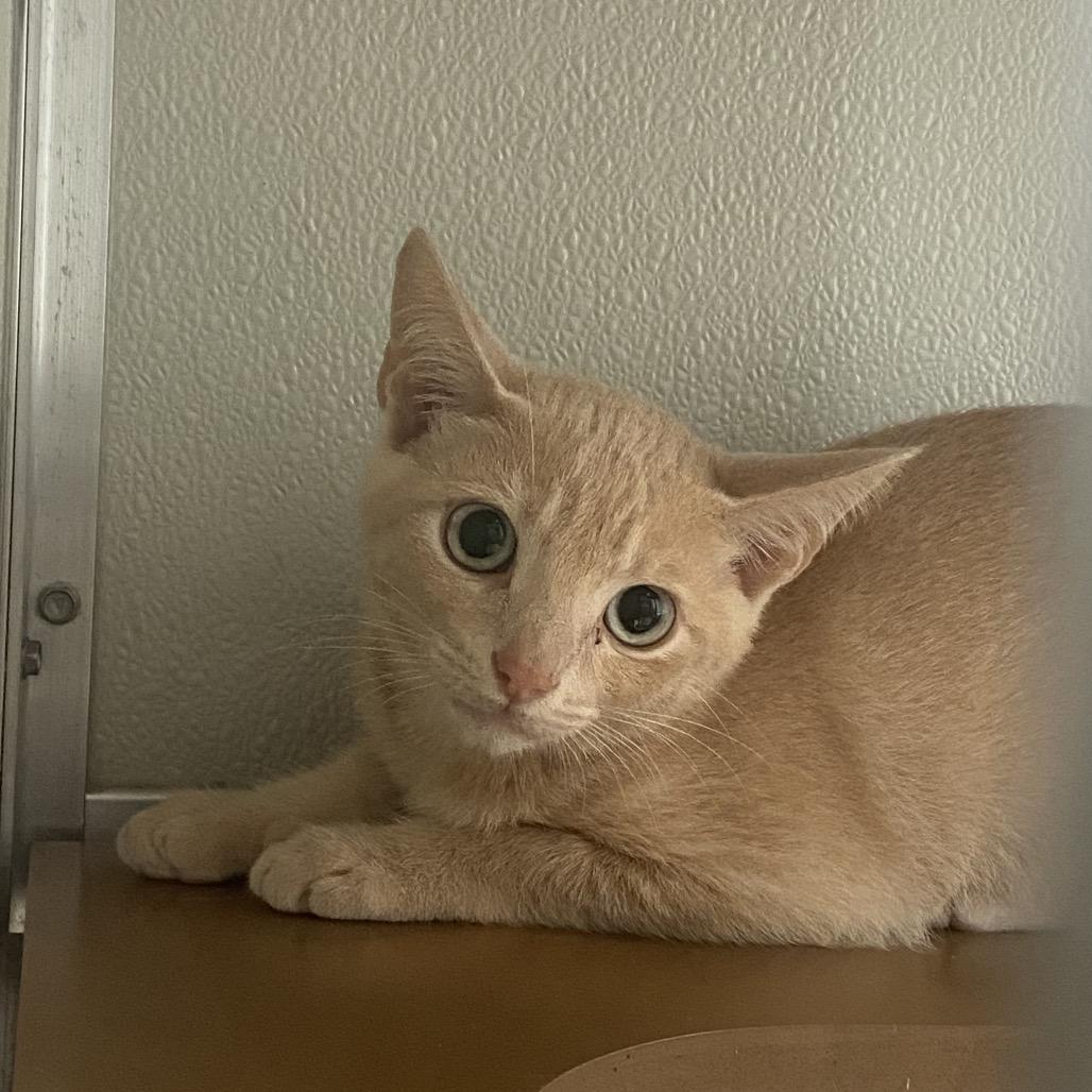 Enlarge Elijah, a Adoptable Domestic Short Hair in Chattanooga, TN image 2/2