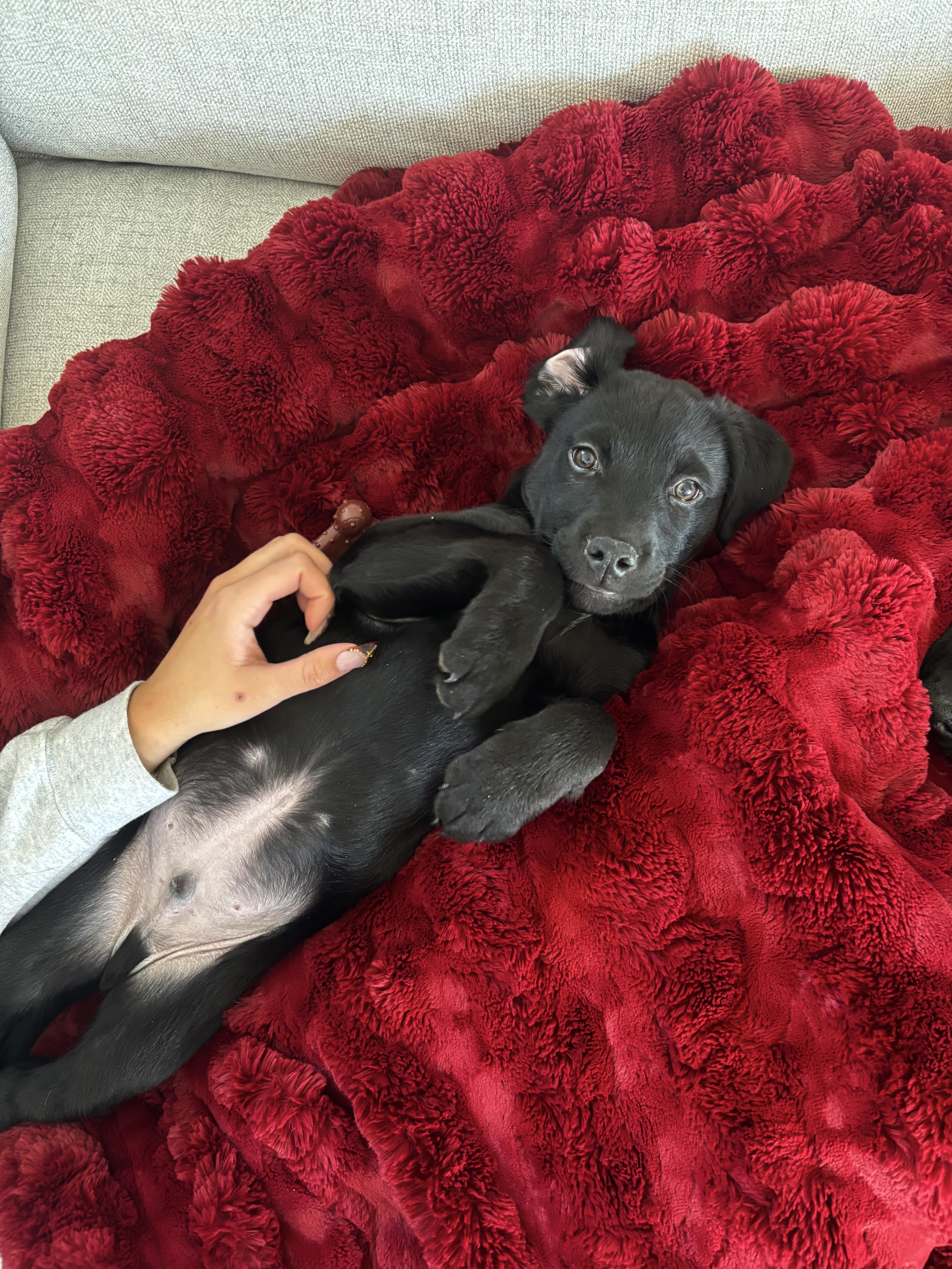 Enlarge Dale, an adopted Labrador Retriever in West Valley, UT image 4/5