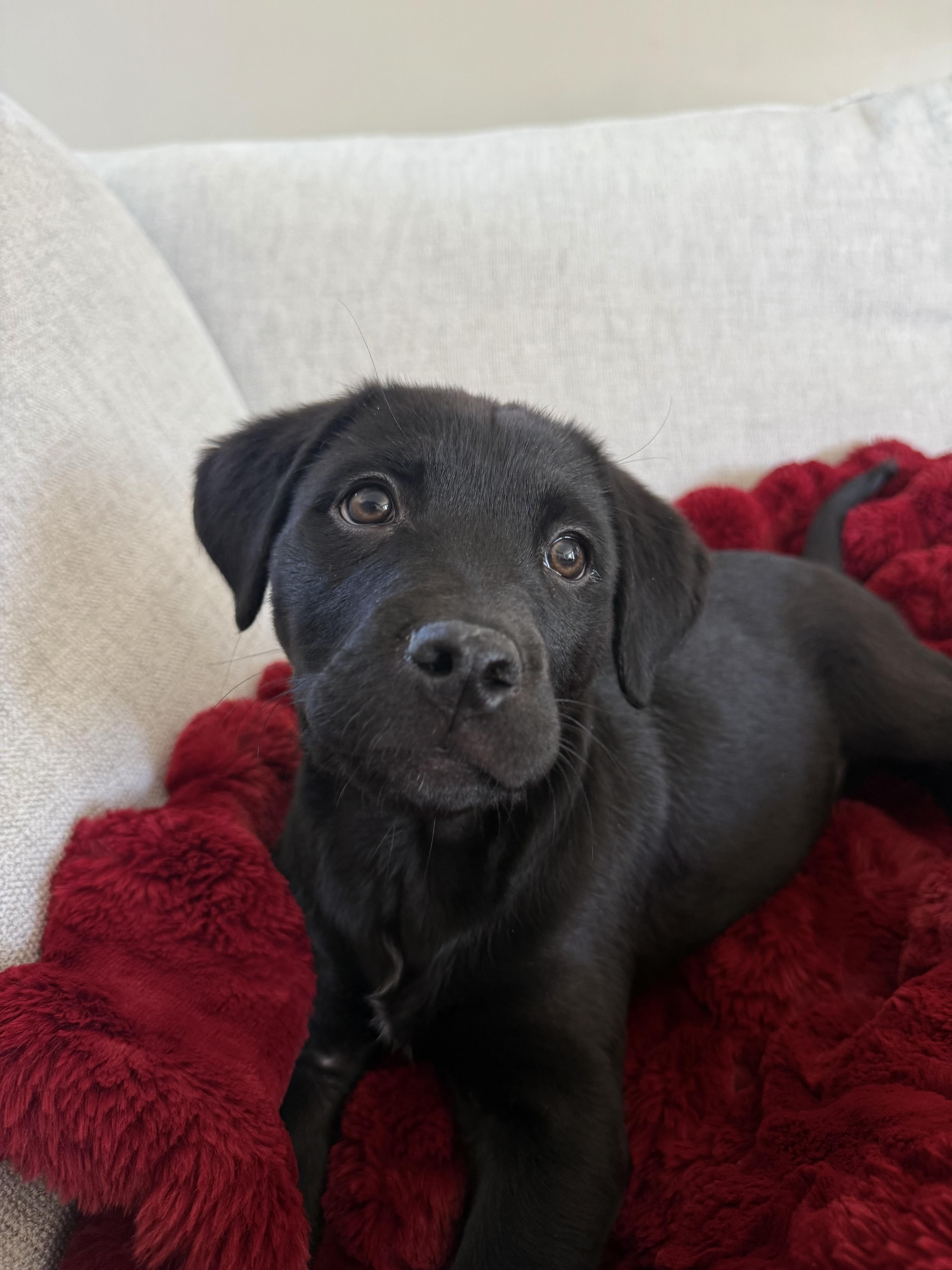 Enlarge Dale, an adopted Labrador Retriever in West Valley, UT image 5/5