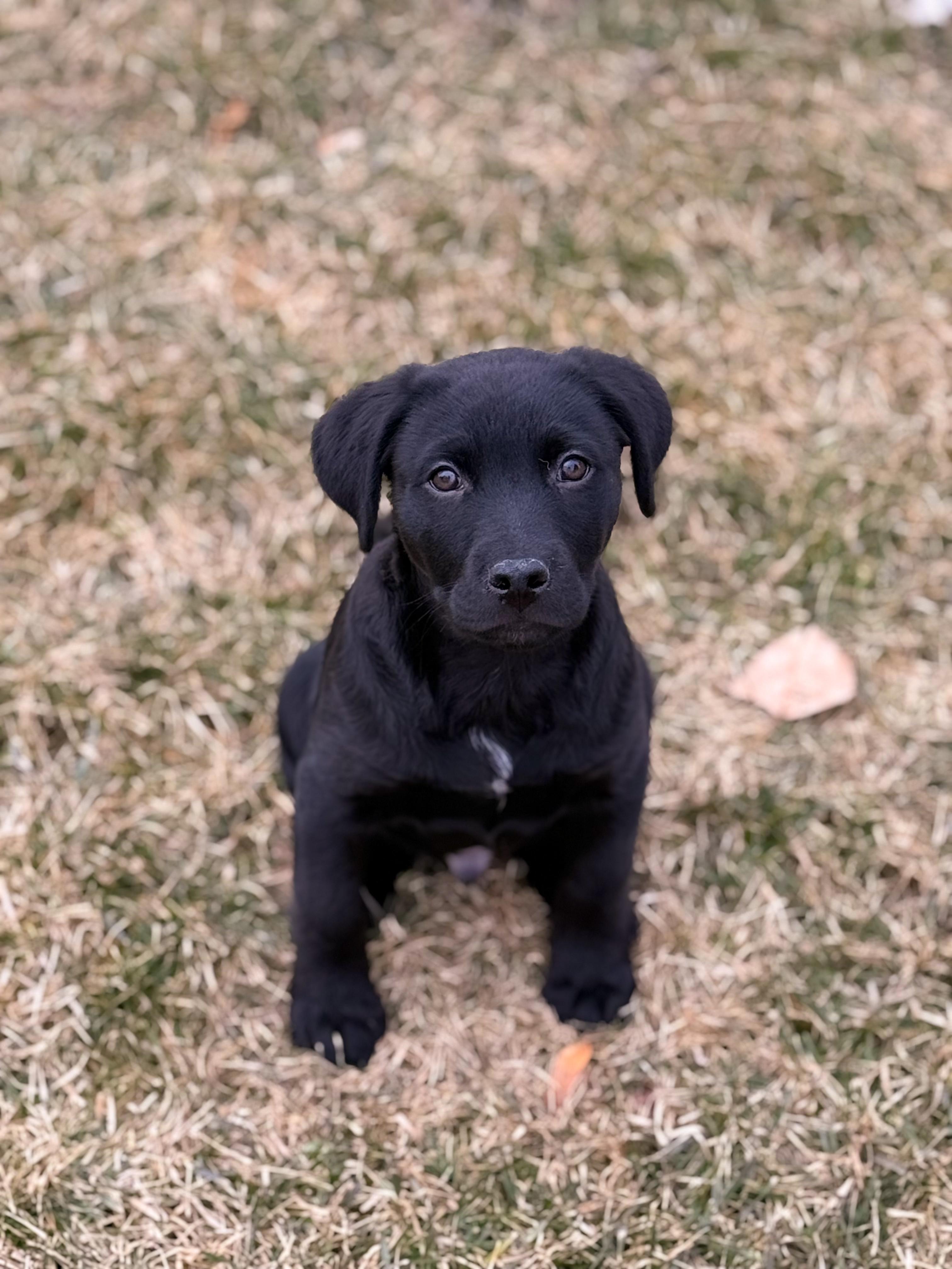 Enlarge Dale, an adopted Labrador Retriever in West Valley, UT image 2/5