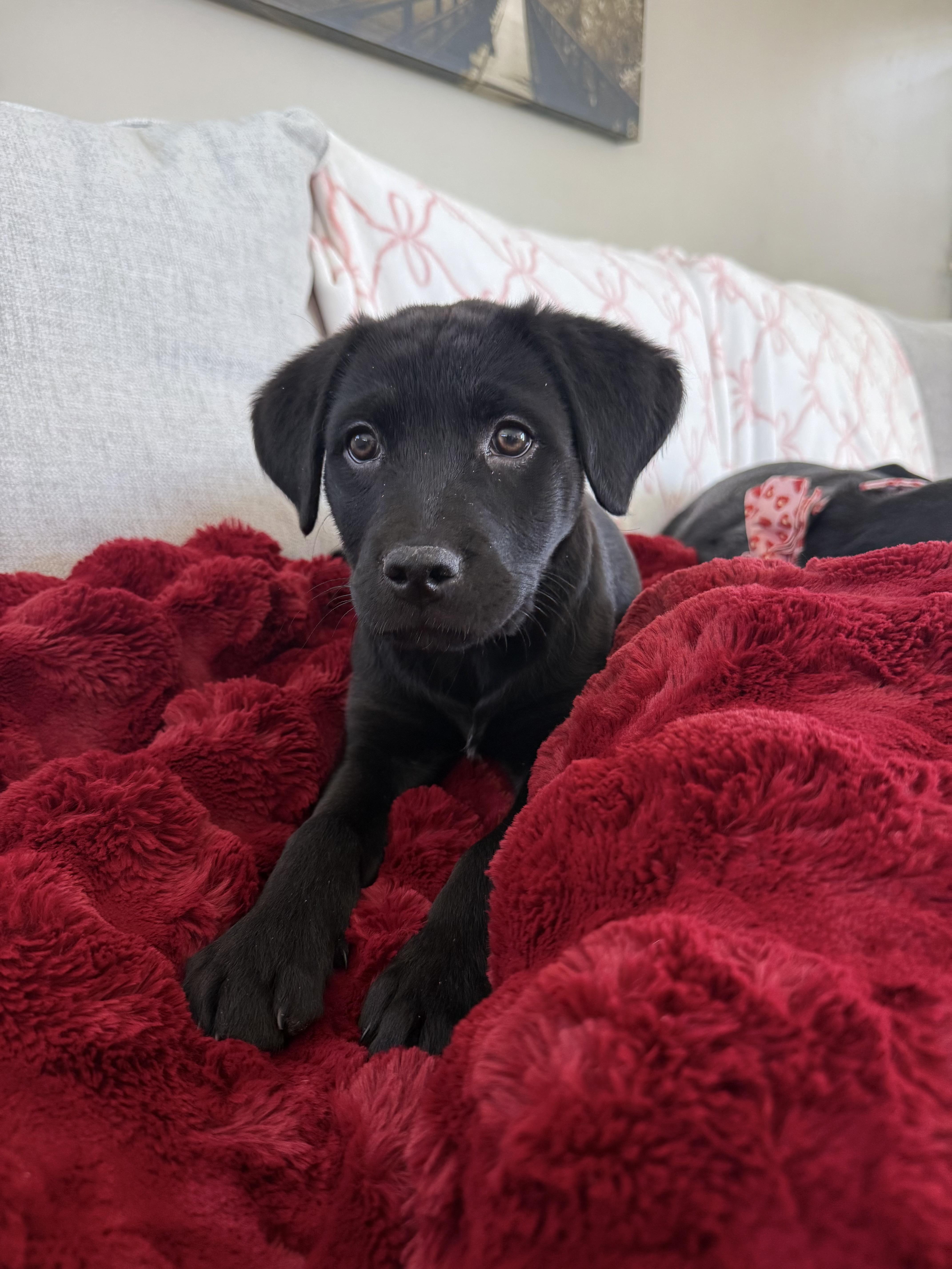 Dale, adopted, Puppy Male Labrador Retriever.
