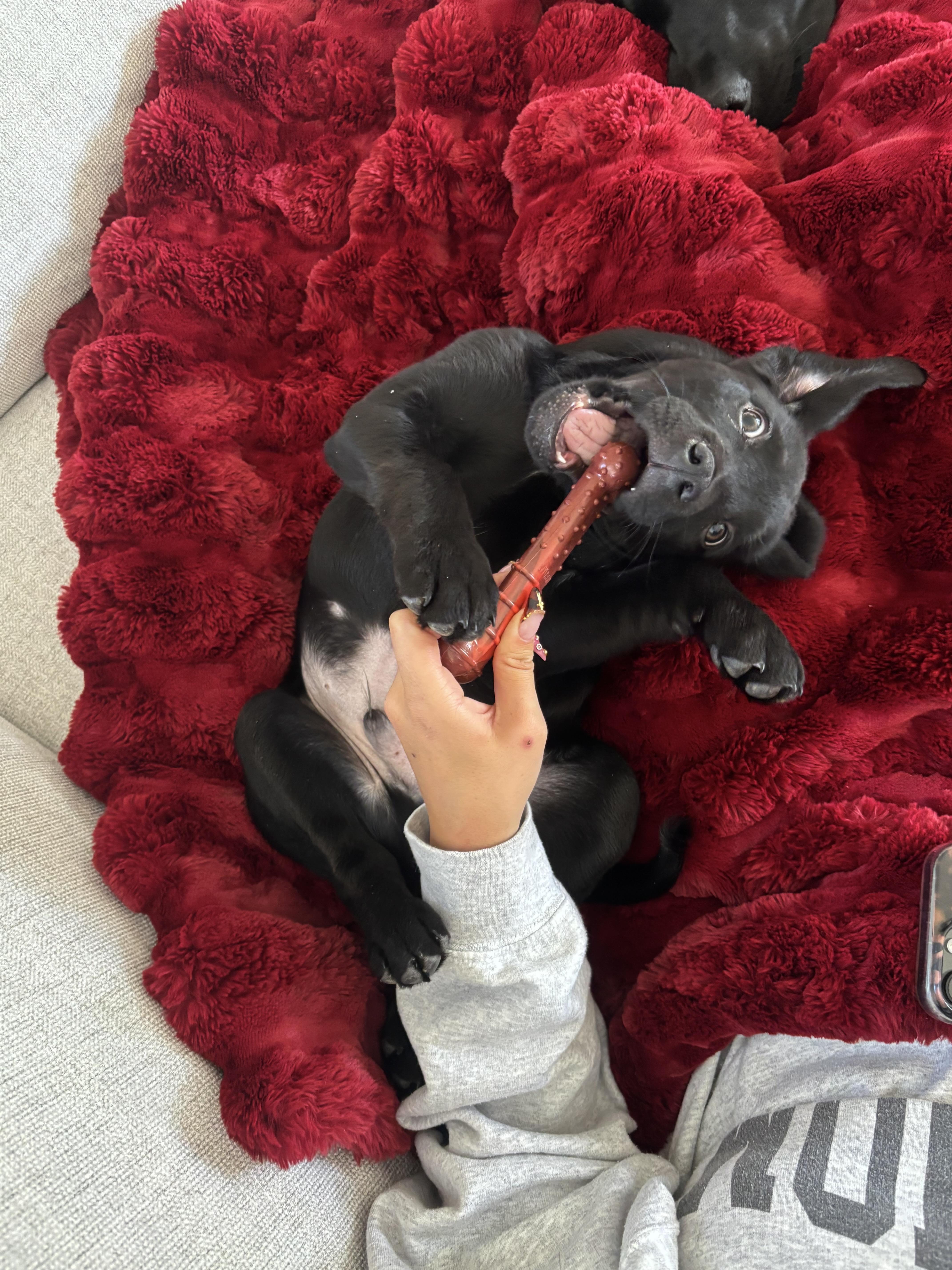 Enlarge Dale, an adopted Labrador Retriever in West Valley, UT image 3/5