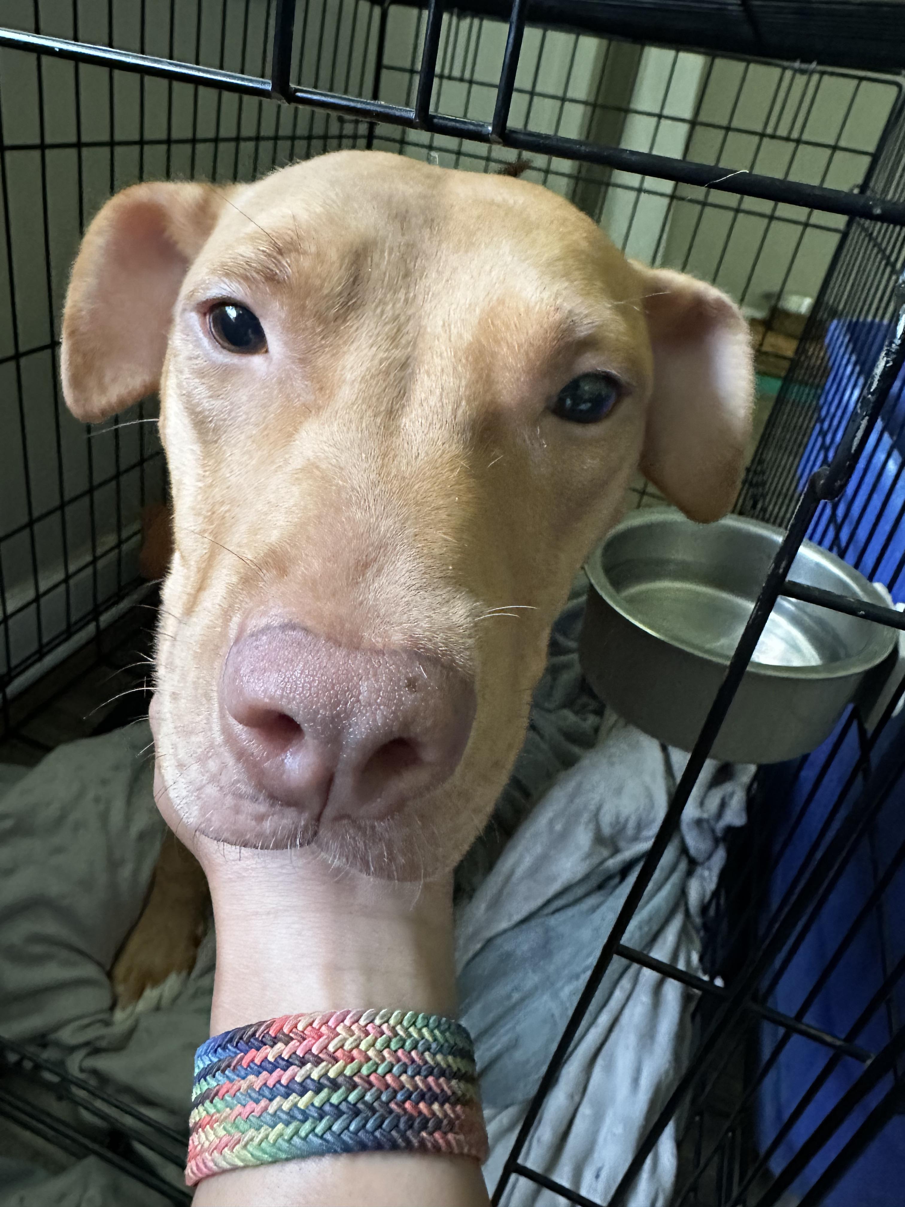 Zelda, Adoptable, Adult Female Labrador Retriever & Vizsla.