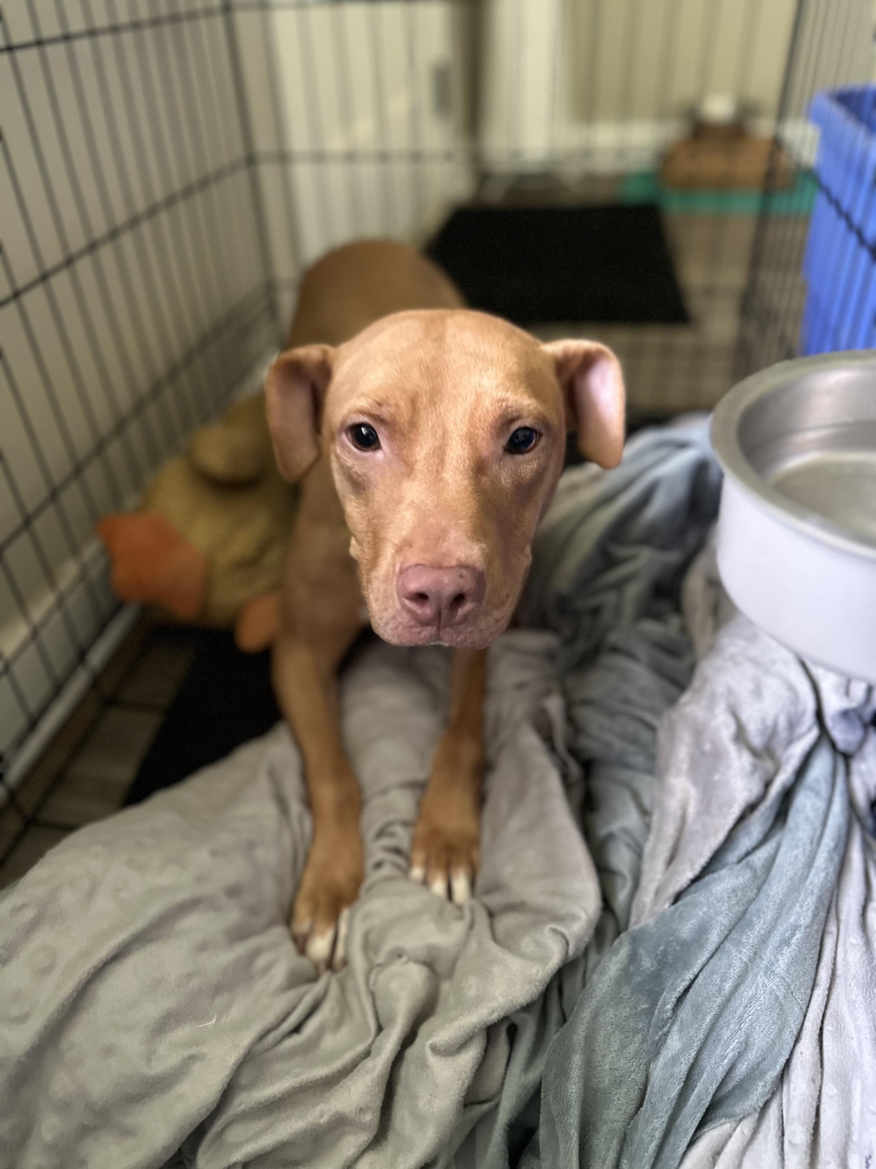 Zelda, an adoptable Labrador Retriever, Vizsla in Powder Springs, GA, 30127 | Photo Image 1