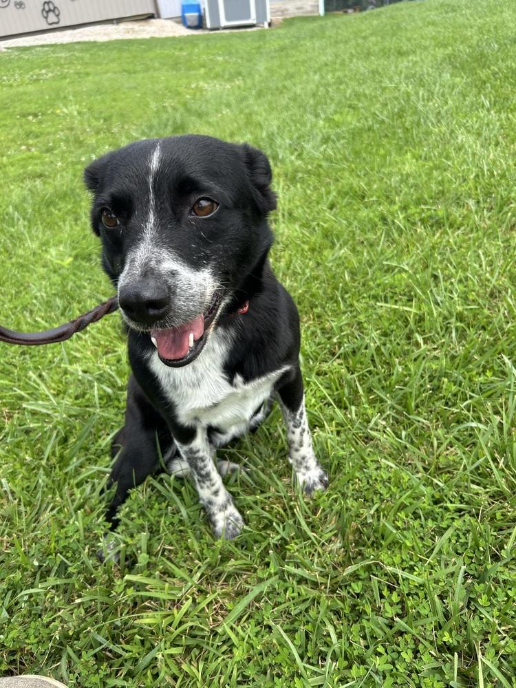 Enlarge Cora, a Adoptable mixed breed in Linton, IN image 1/1