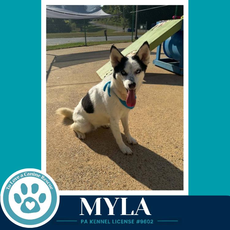 Enlarge Myla 100326, a Adoptable Husky in Kimberton, PA image 1/3
