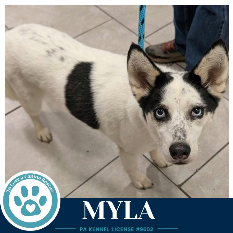Enlarge Myla 100326, a Adoptable Husky in Kimberton, PA image 2/3