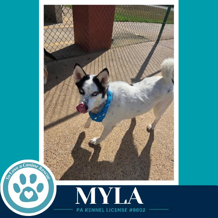 Enlarge Myla 100326, a Adoptable Husky in Kimberton, PA image 3/3