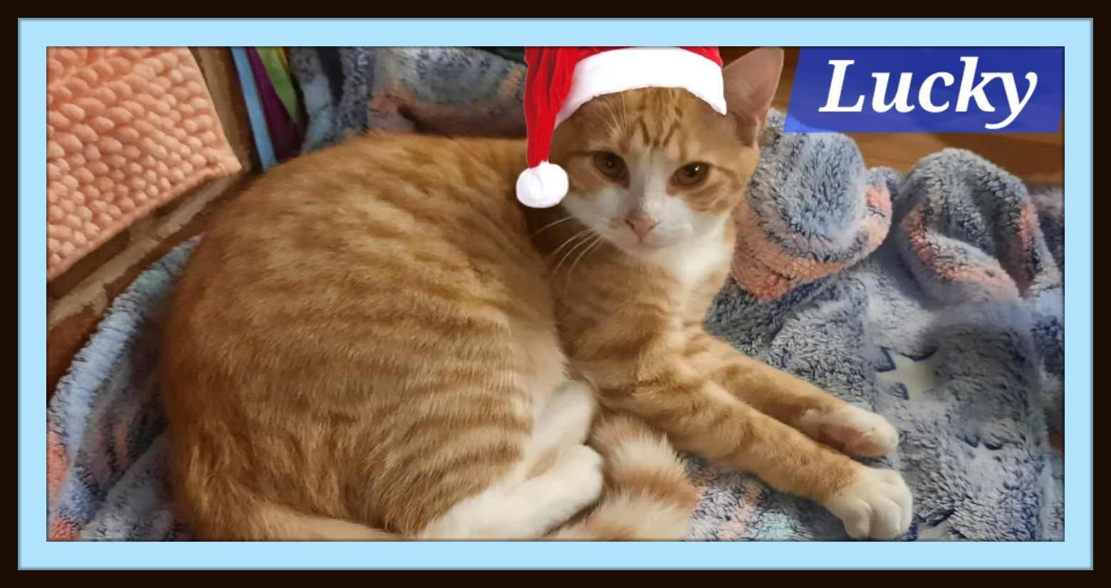 Enlarge Lucky - Handsome, Huggable, and Ginger Charm Waiting for You!, a ADOPTABLE Domestic Short Hair in Winston Salem, NC image 2/3