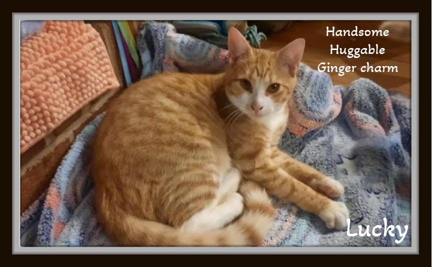 Lucky - Handsome, Huggable, and Ginger Charm Waiting for You!, ADOPTABLE, Kitten Male Domestic Short Hair.
