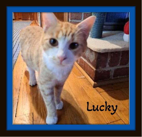Enlarge Lucky - Handsome, Huggable, and Ginger Charm Waiting for You!, a ADOPTABLE Domestic Short Hair in Winston Salem, NC image 3/3