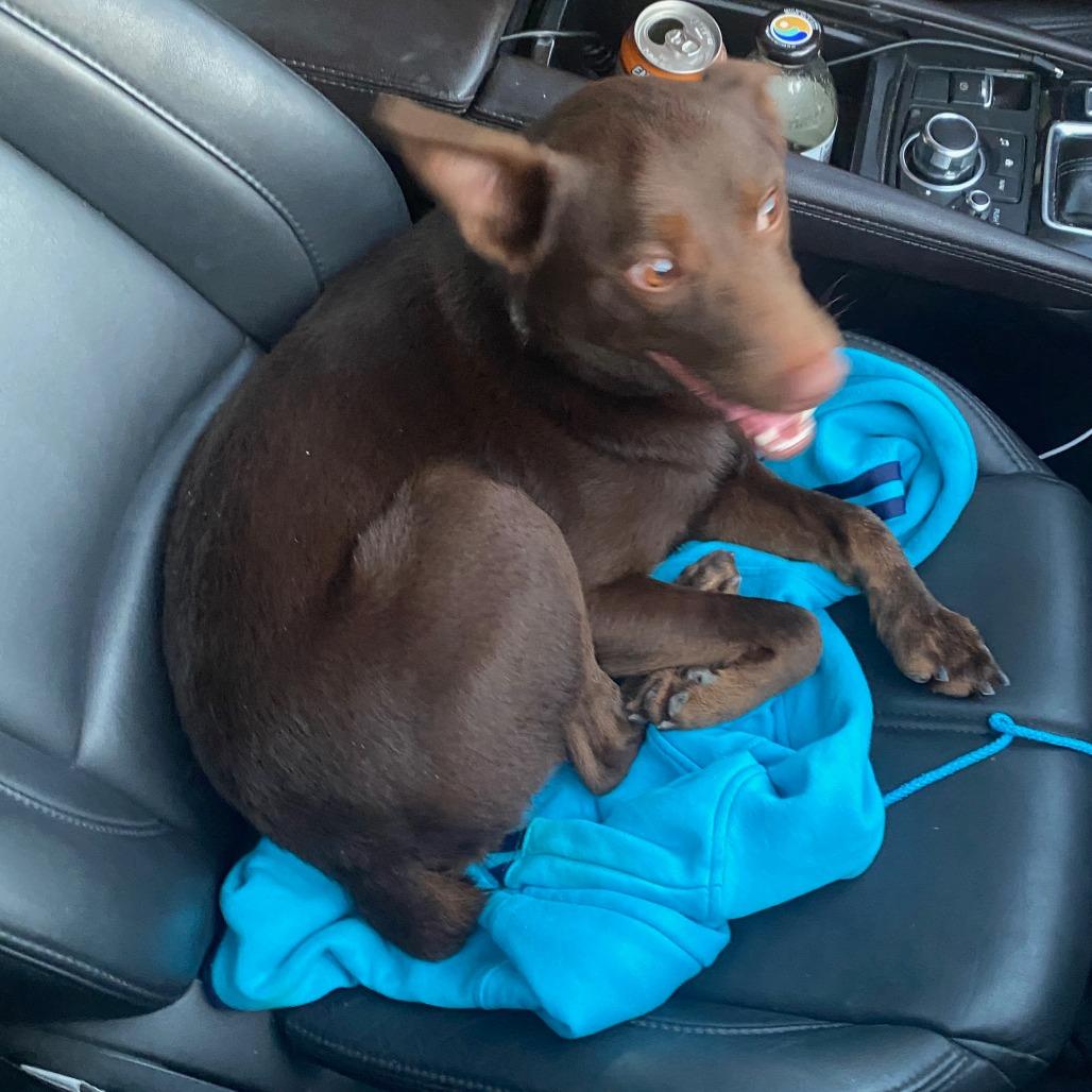 Moose, a Adoptable mixed breed in Long Beach, CA image 1/5