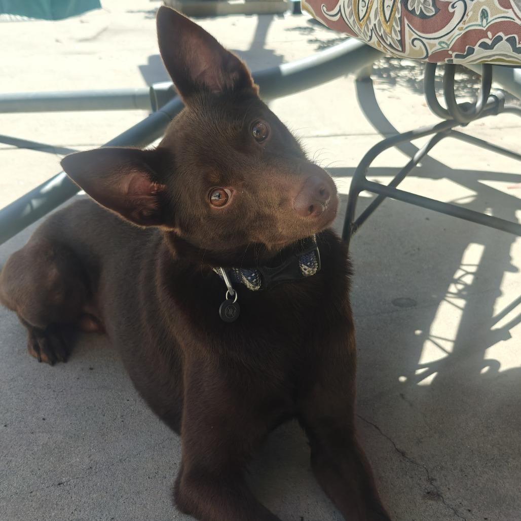 Moose, a Adoptable mixed breed in Long Beach, CA image 2/5