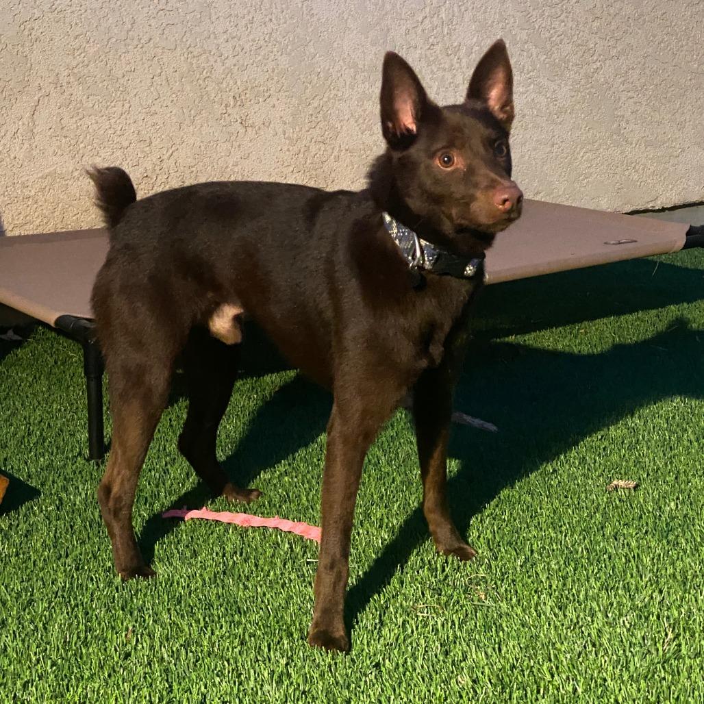 Moose, a Adoptable mixed breed in Long Beach, CA image 3/5
