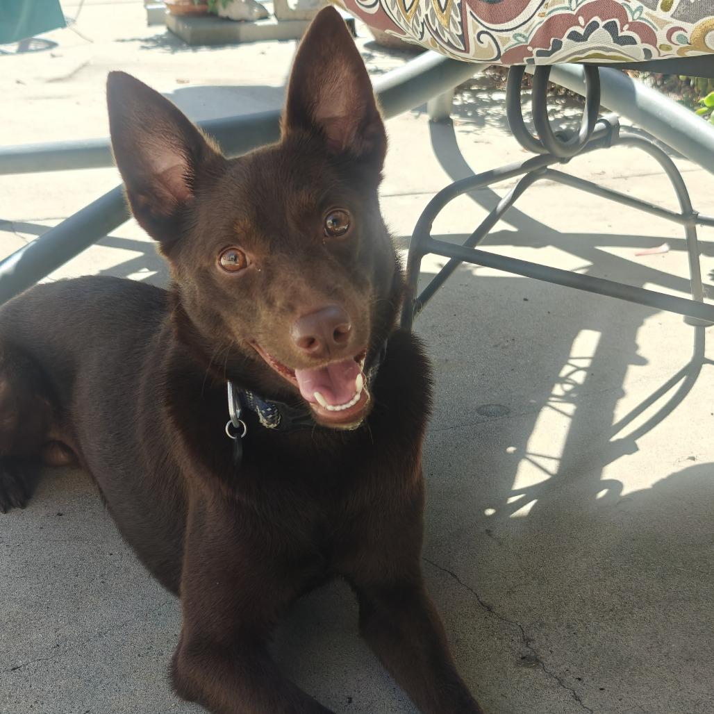 Moose, a Adoptable mixed breed in Long Beach, CA image 4/5