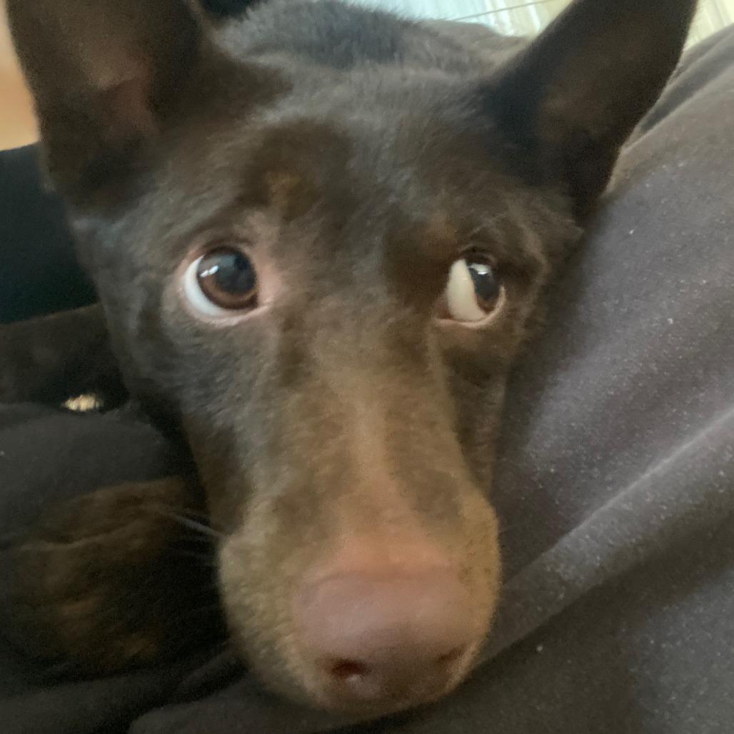 Moose, a Adoptable mixed breed in Long Beach, CA image 5/5