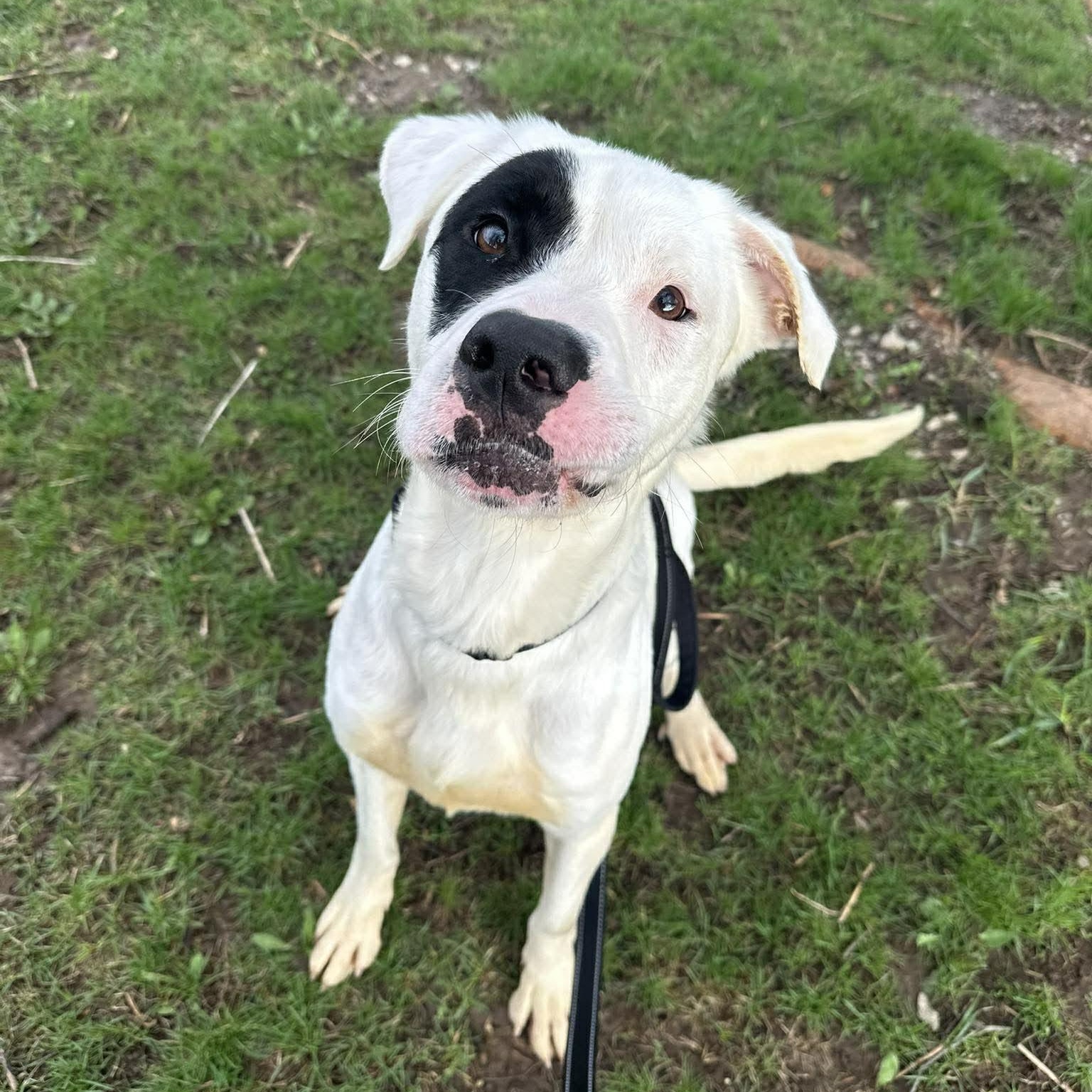 Enlarge Frost, a ADOPTABLE mixed breed in Valparaiso, IN image 4/5