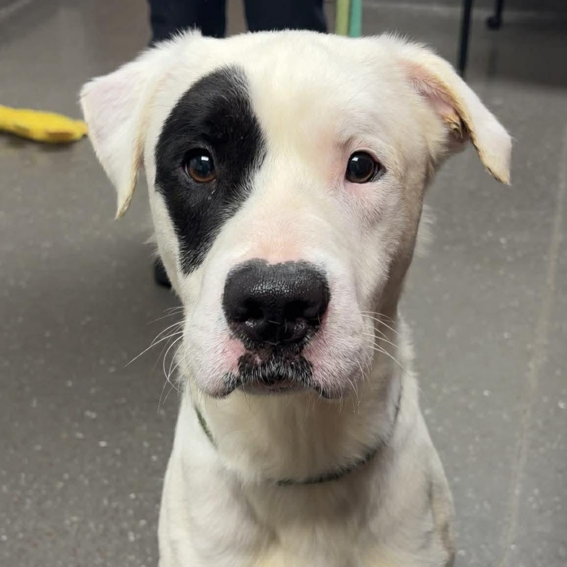 Enlarge Frost, a ADOPTABLE mixed breed in Valparaiso, IN image 3/5