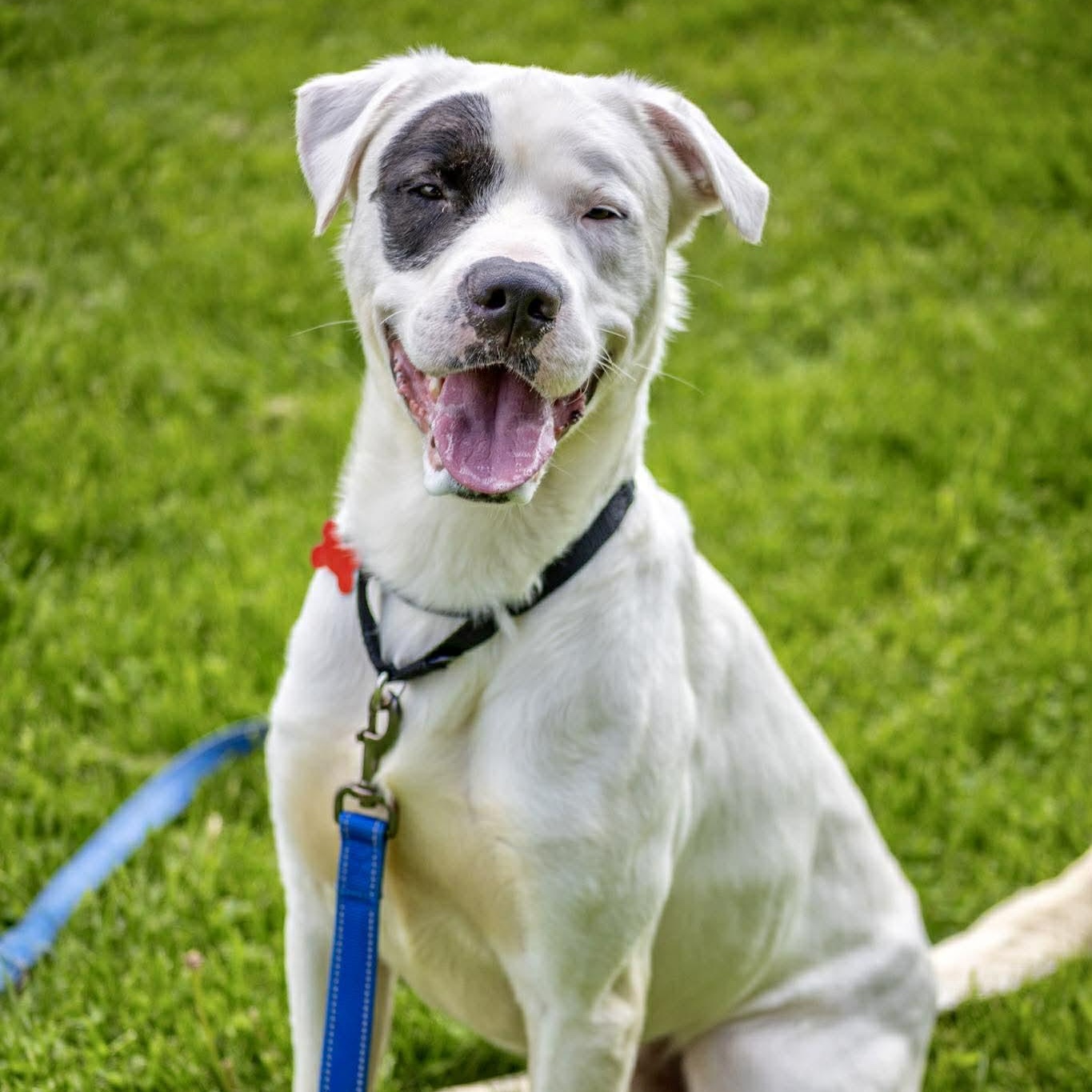 Enlarge Frost, a ADOPTABLE mixed breed in Valparaiso, IN image 5/5