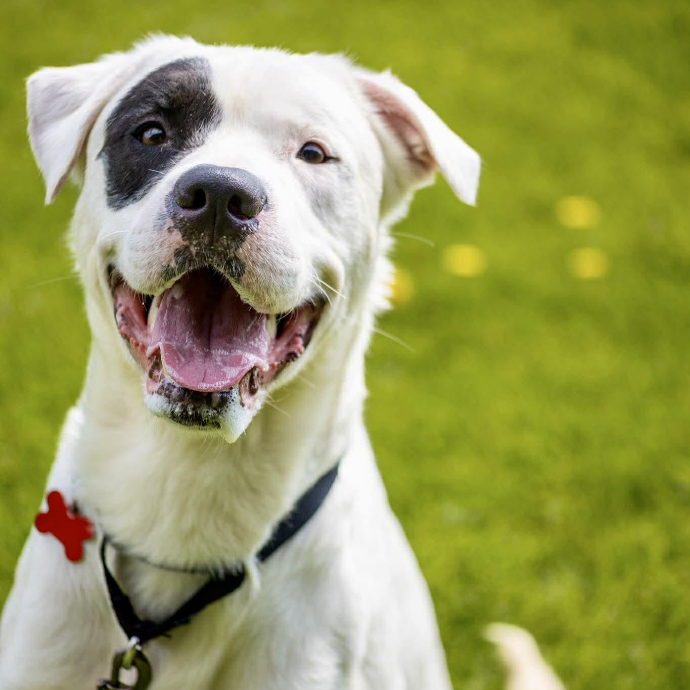Enlarge Frost, a ADOPTABLE mixed breed in Valparaiso, IN image 2/5
