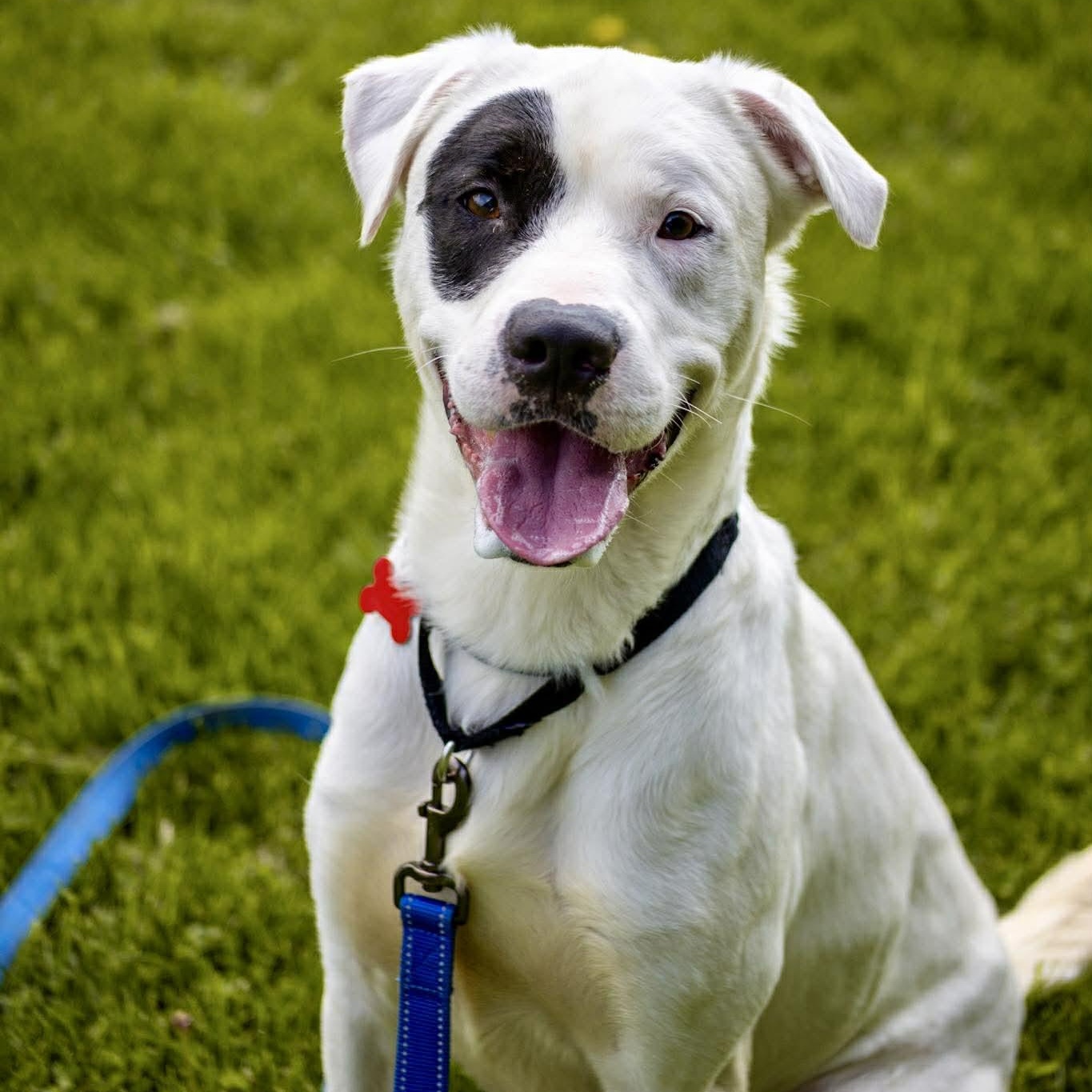 Frost, ADOPTABLE, Young Male Great Pyrenees.