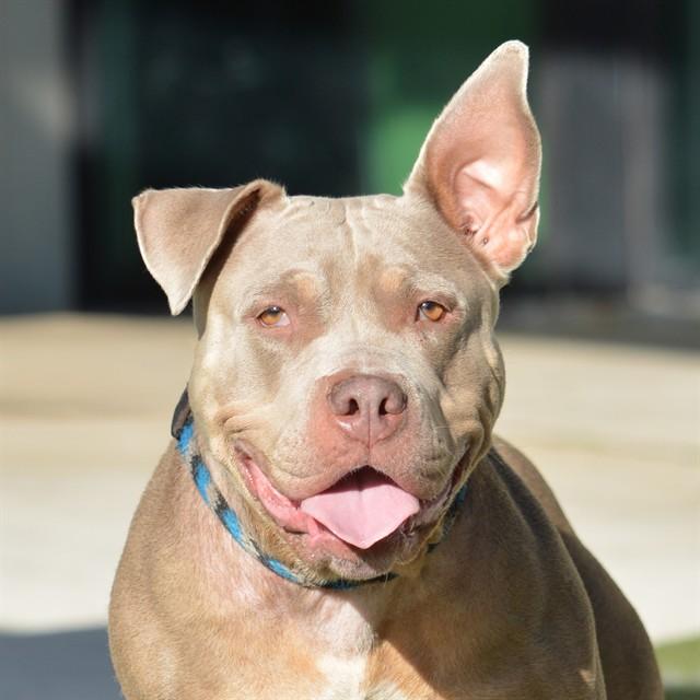 LILA, Adoptable, Adult Female American Bulldog.