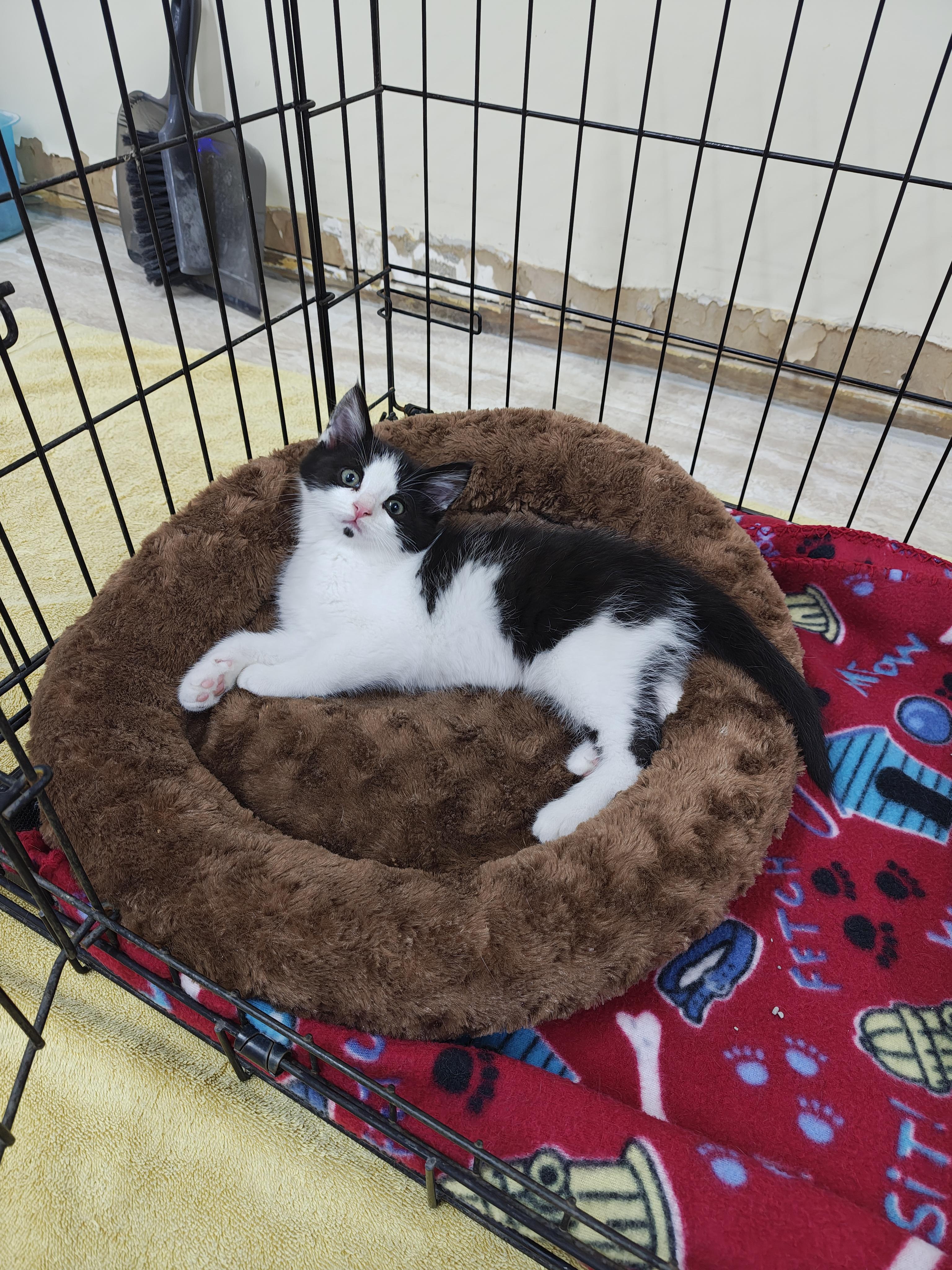 Clark, ADOPTABLE, Young Male Domestic Short Hair.