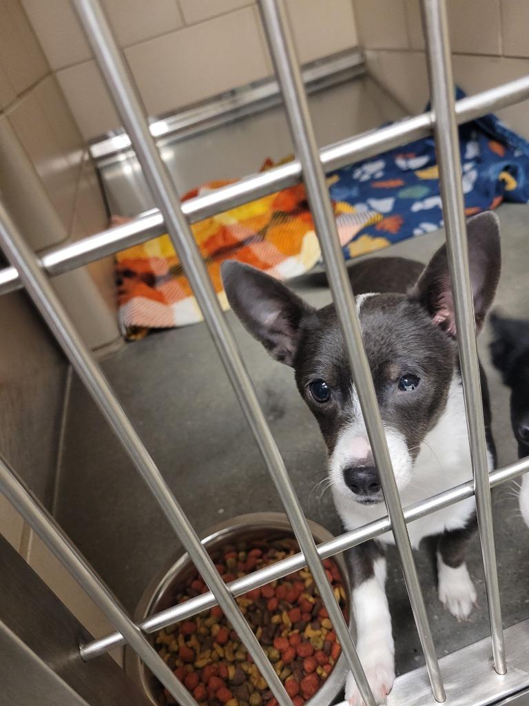 Enlarge SUNNY, a Adopted mixed breed in Wintersville, OH image 1/1