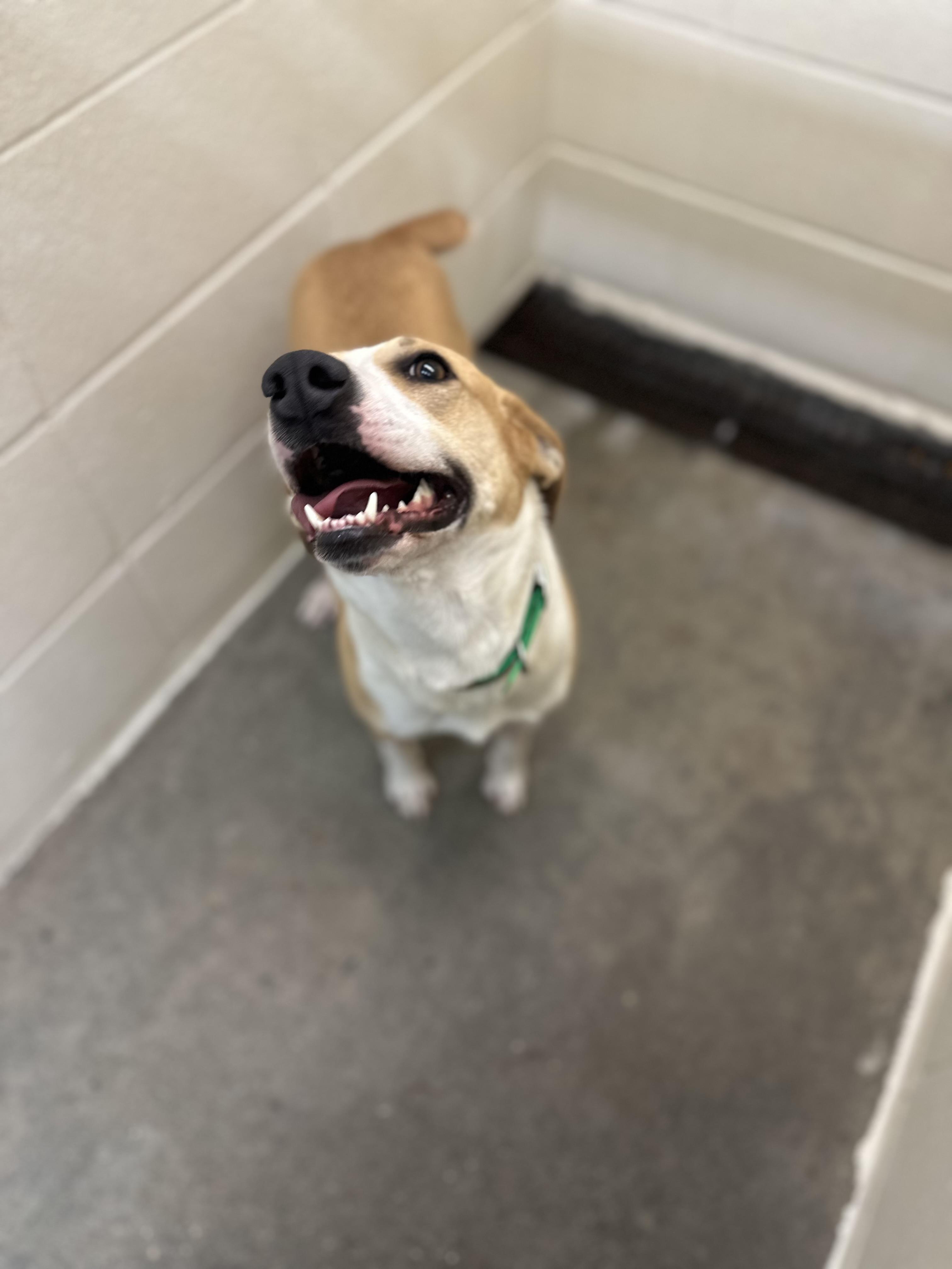 Enlarge Jules, a Adopted mixed breed in Foxworth, MS image 1/5