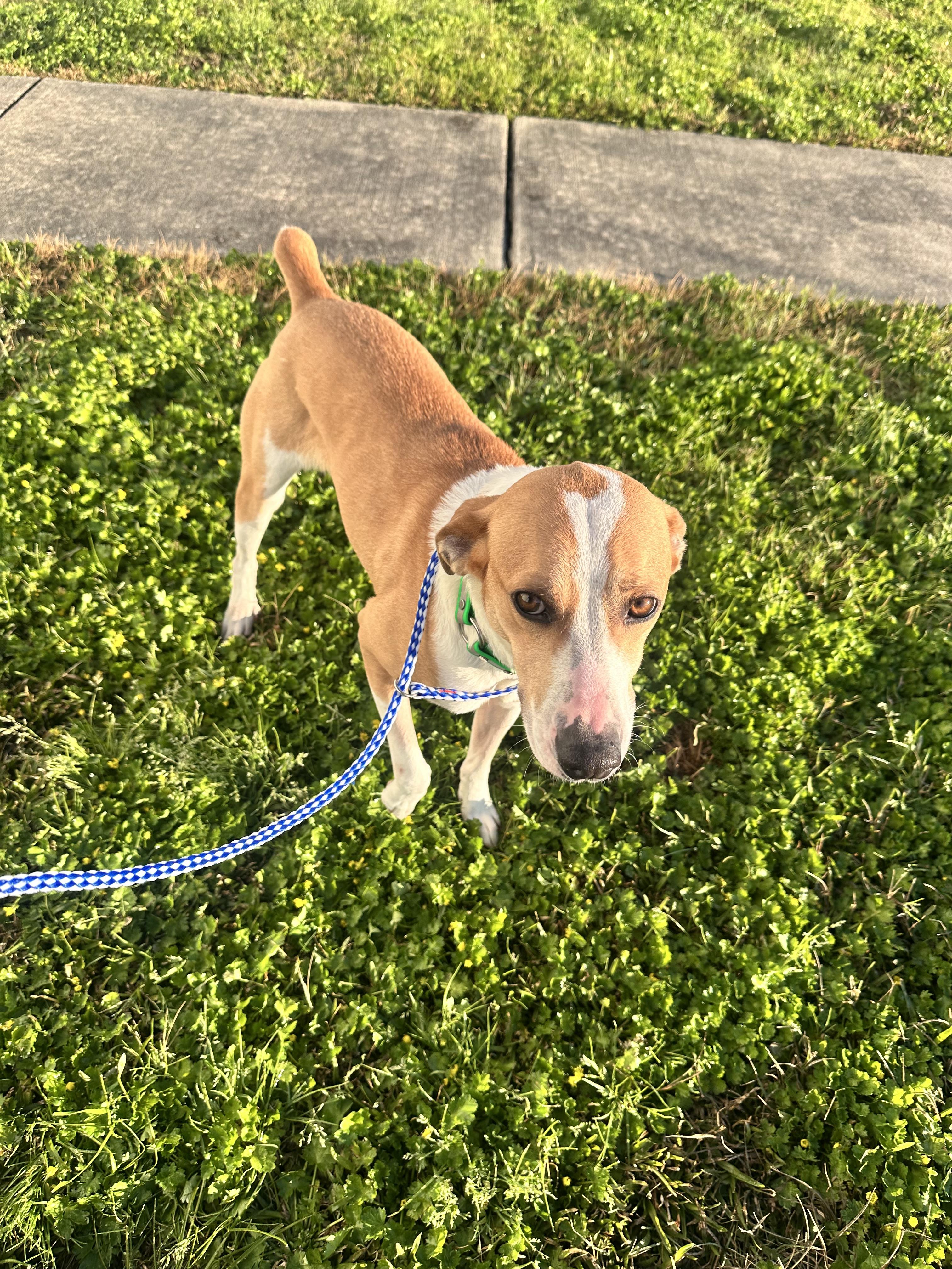 Enlarge Jules, a Adopted mixed breed in Foxworth, MS image 2/5