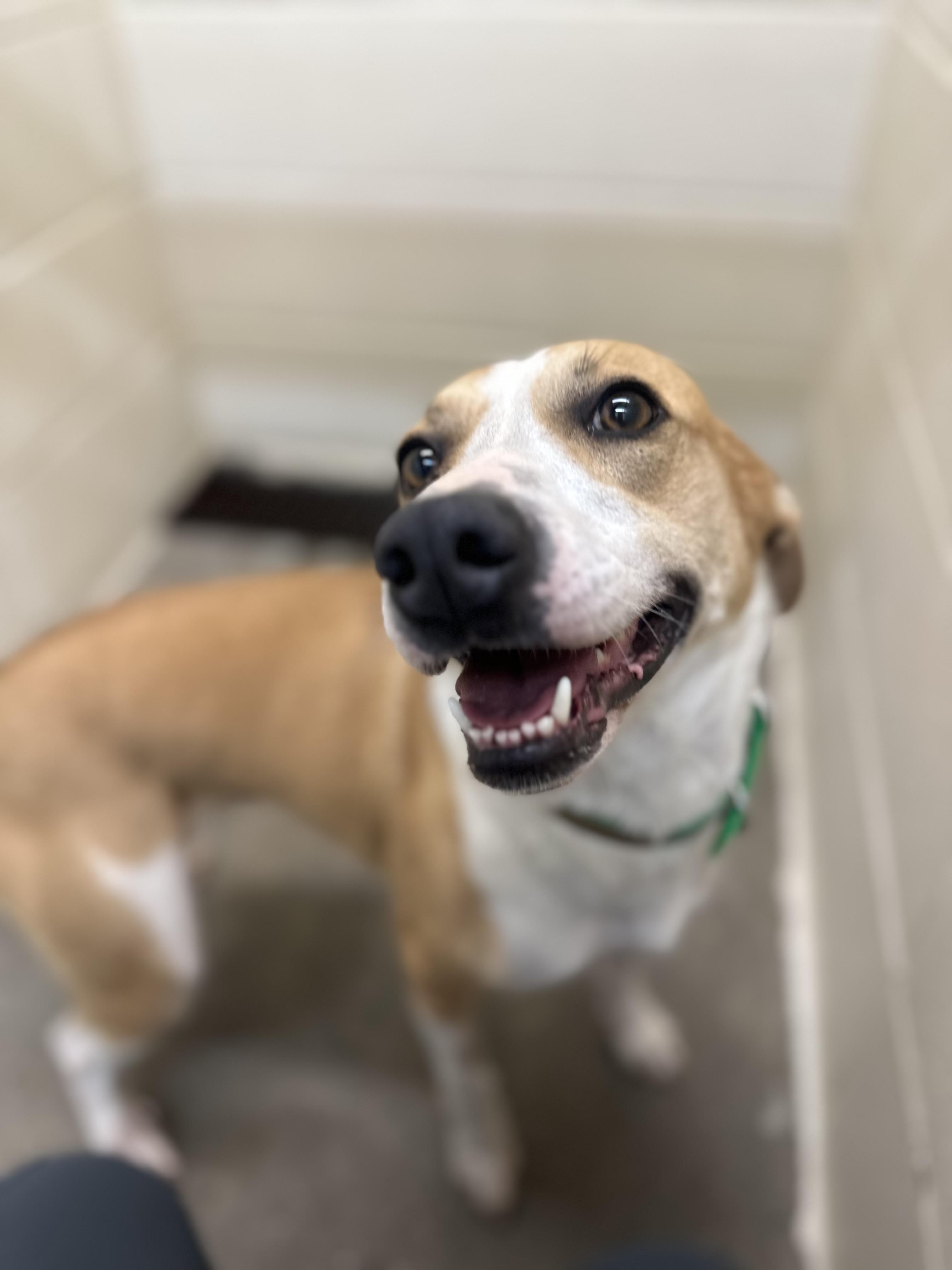 Enlarge Jules, a Adopted mixed breed in Foxworth, MS image 3/5