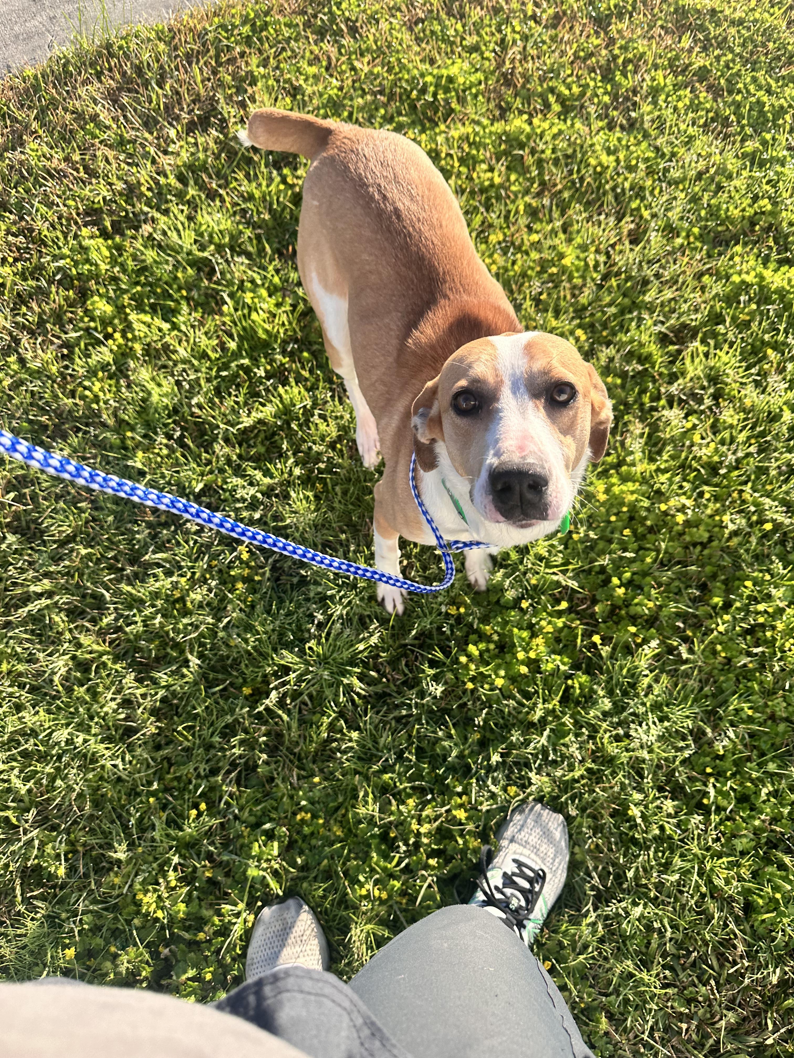 Enlarge Jules, a Adopted mixed breed in Foxworth, MS image 4/5