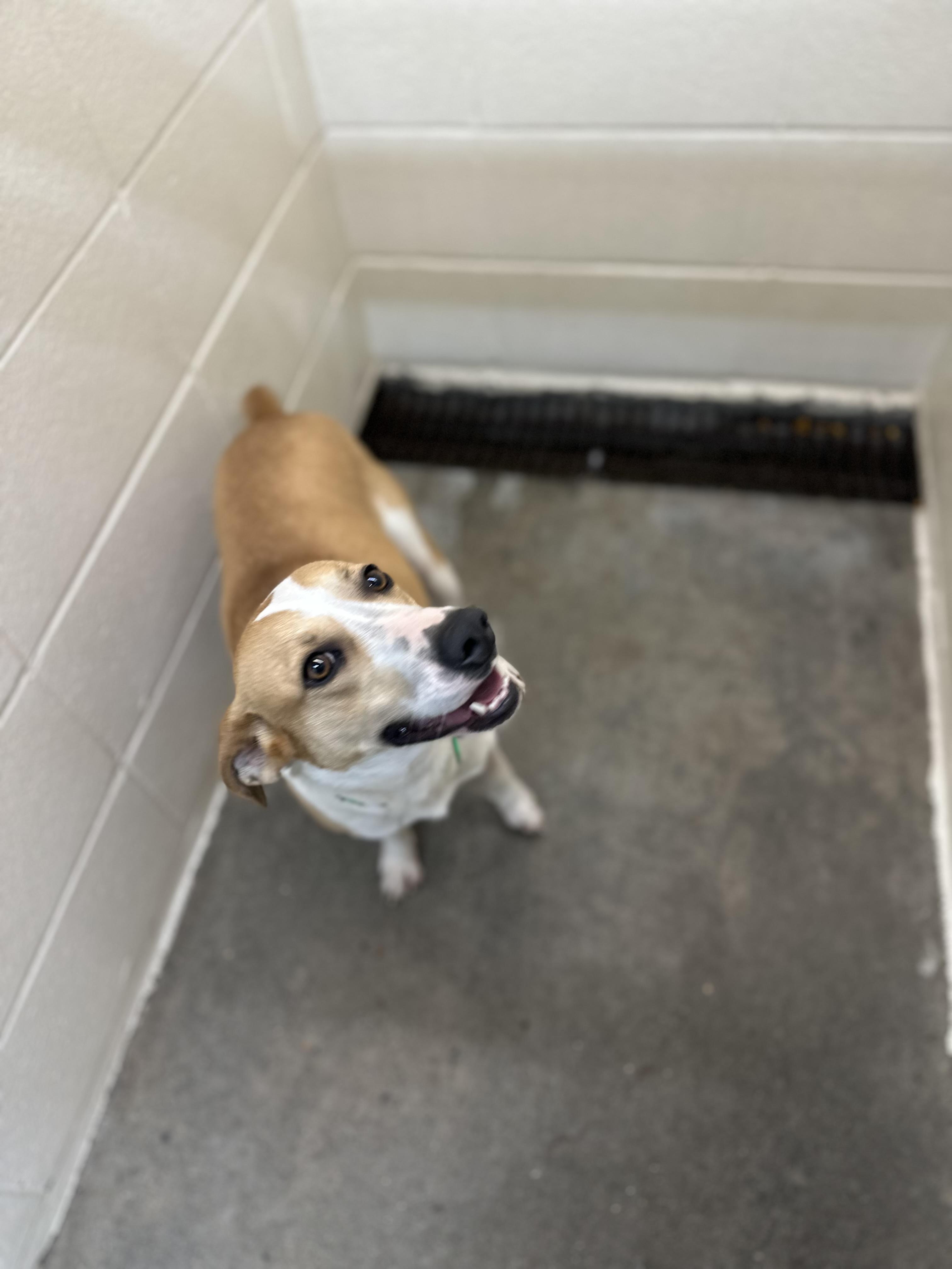 Enlarge Jules, a Adopted mixed breed in Foxworth, MS image 5/5