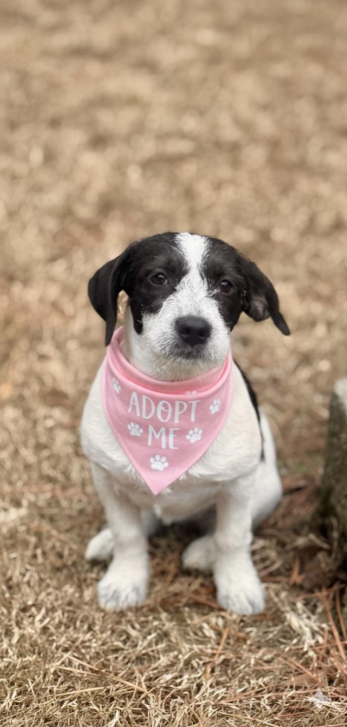 Fiona, ADOPTABLE, Young Female Basset Hound & Spaniel.