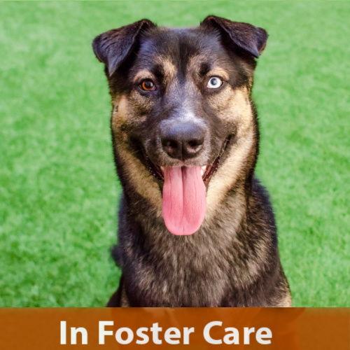 Cinnamon, Adoptable, Young Male German Shepherd Dog.