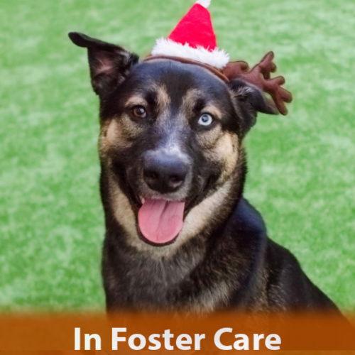 Cinnamon, Adoptable, Young Male German Shepherd Dog.