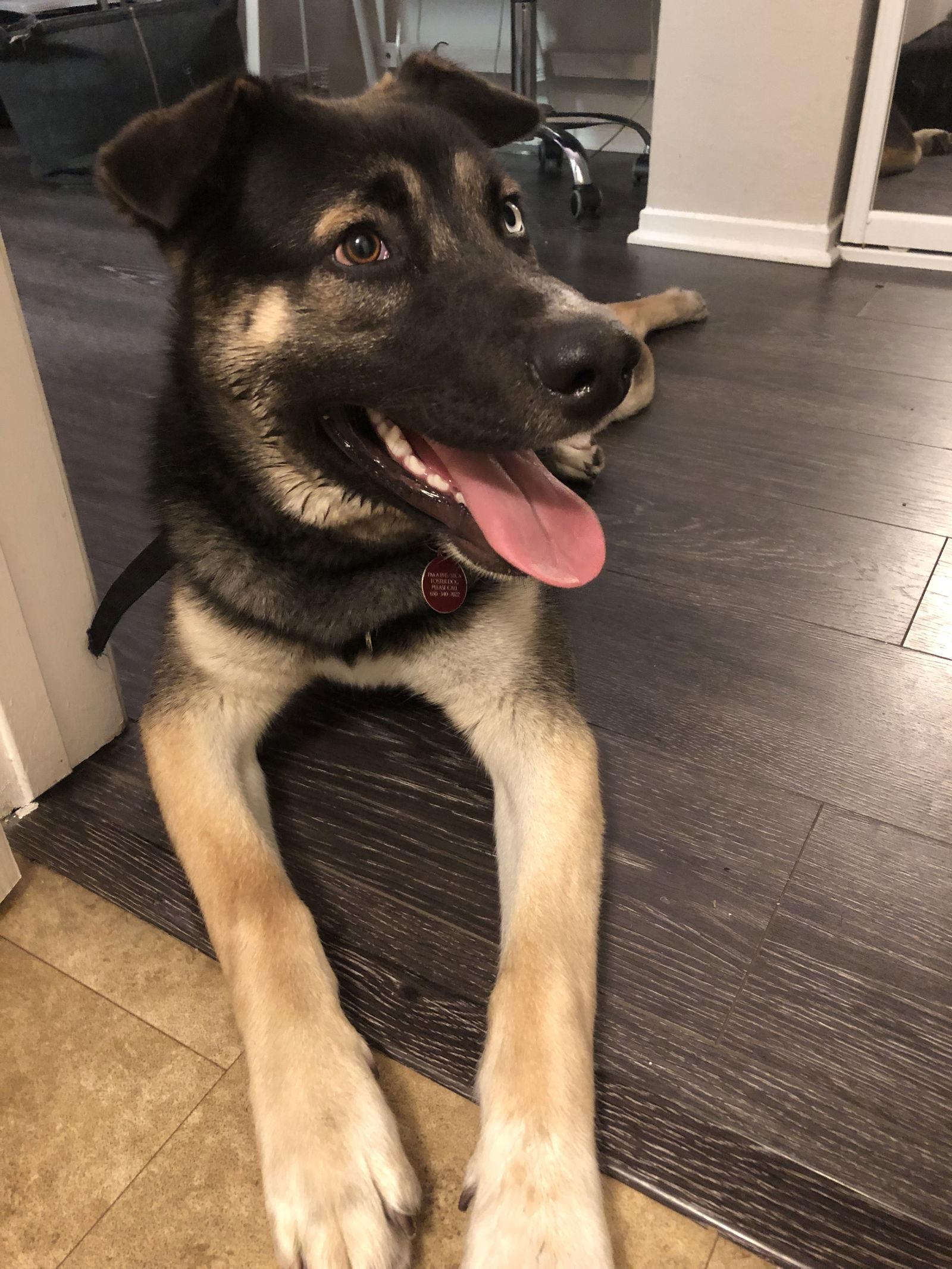 Enlarge Cinnamon, a Adoptable German Shepherd Dog in Burlingame, CA image 2/3