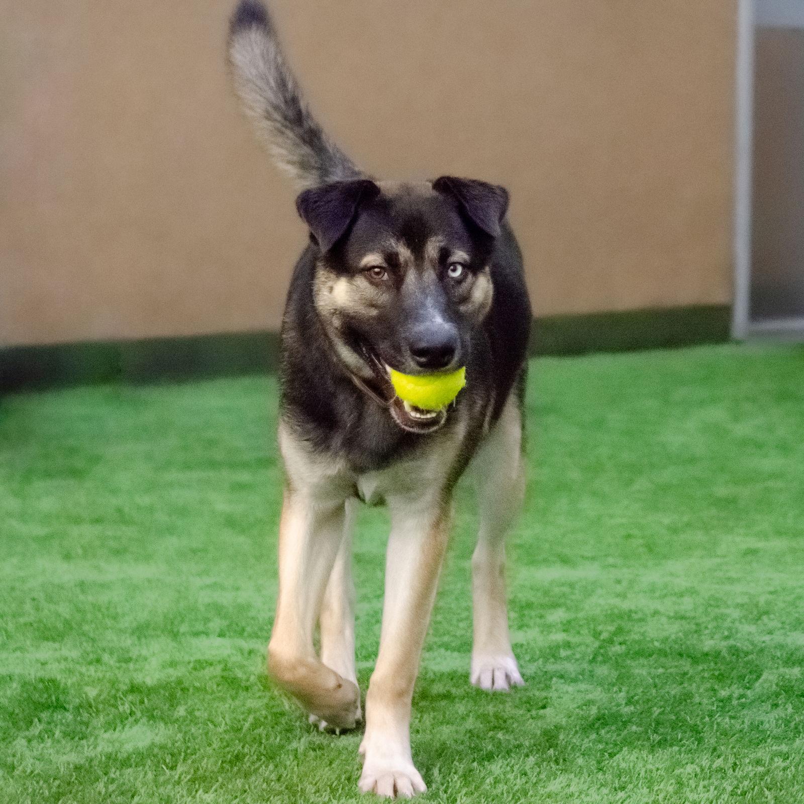Enlarge Cinnamon, a Adoptable German Shepherd Dog in Burlingame, CA image 3/3