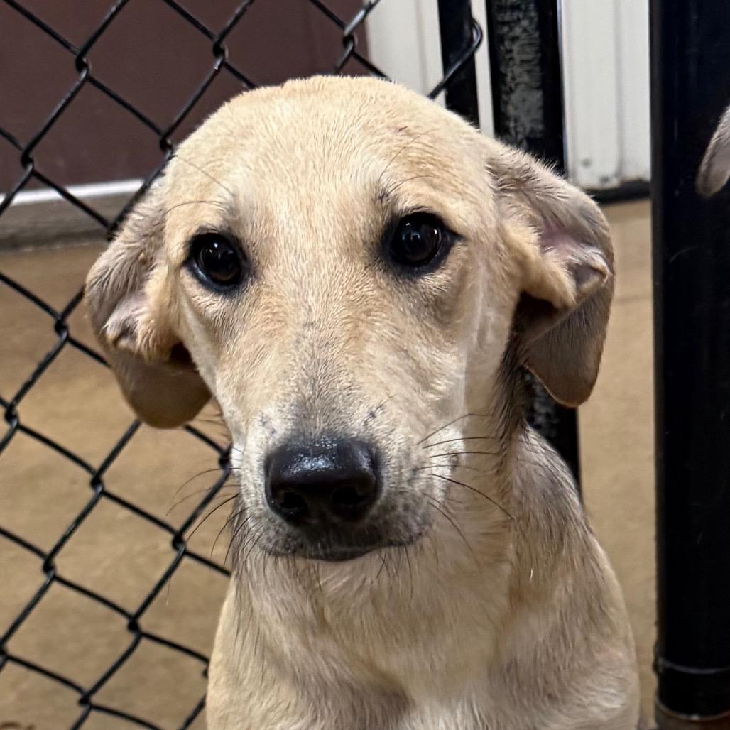 Tortilla, Adoptable, Young Female Shepherd.