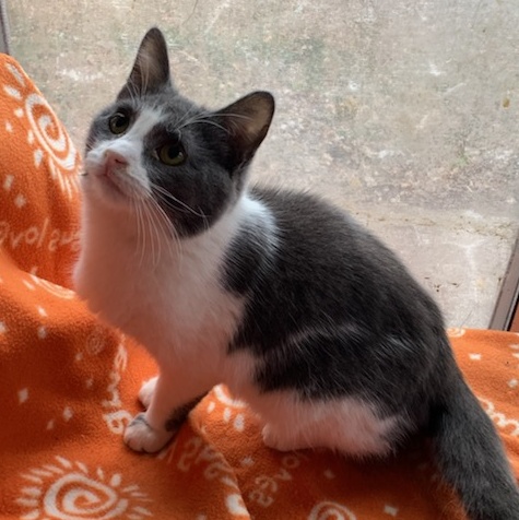 Woody, adoptable, Young Male Domestic Short Hair.