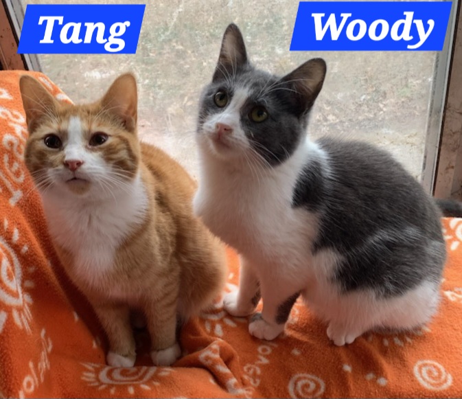 Enlarge Woody, an adoptable Domestic Short Hair in Coldwater, MI image 2/4