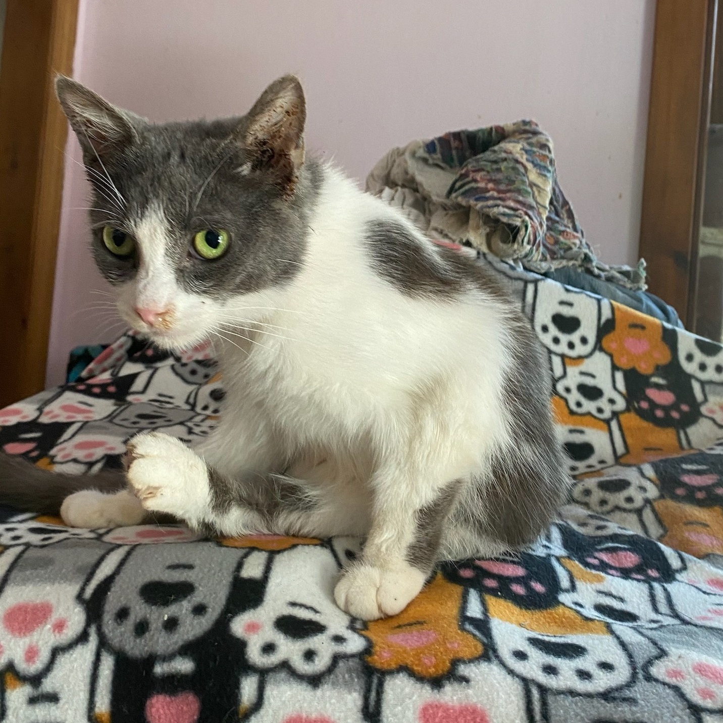 Enlarge Woody, an adoptable Domestic Short Hair in Coldwater, MI image 3/4