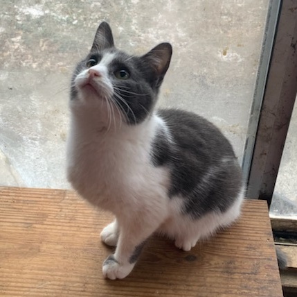 Enlarge Woody, an adoptable Domestic Short Hair in Coldwater, MI image 4/4