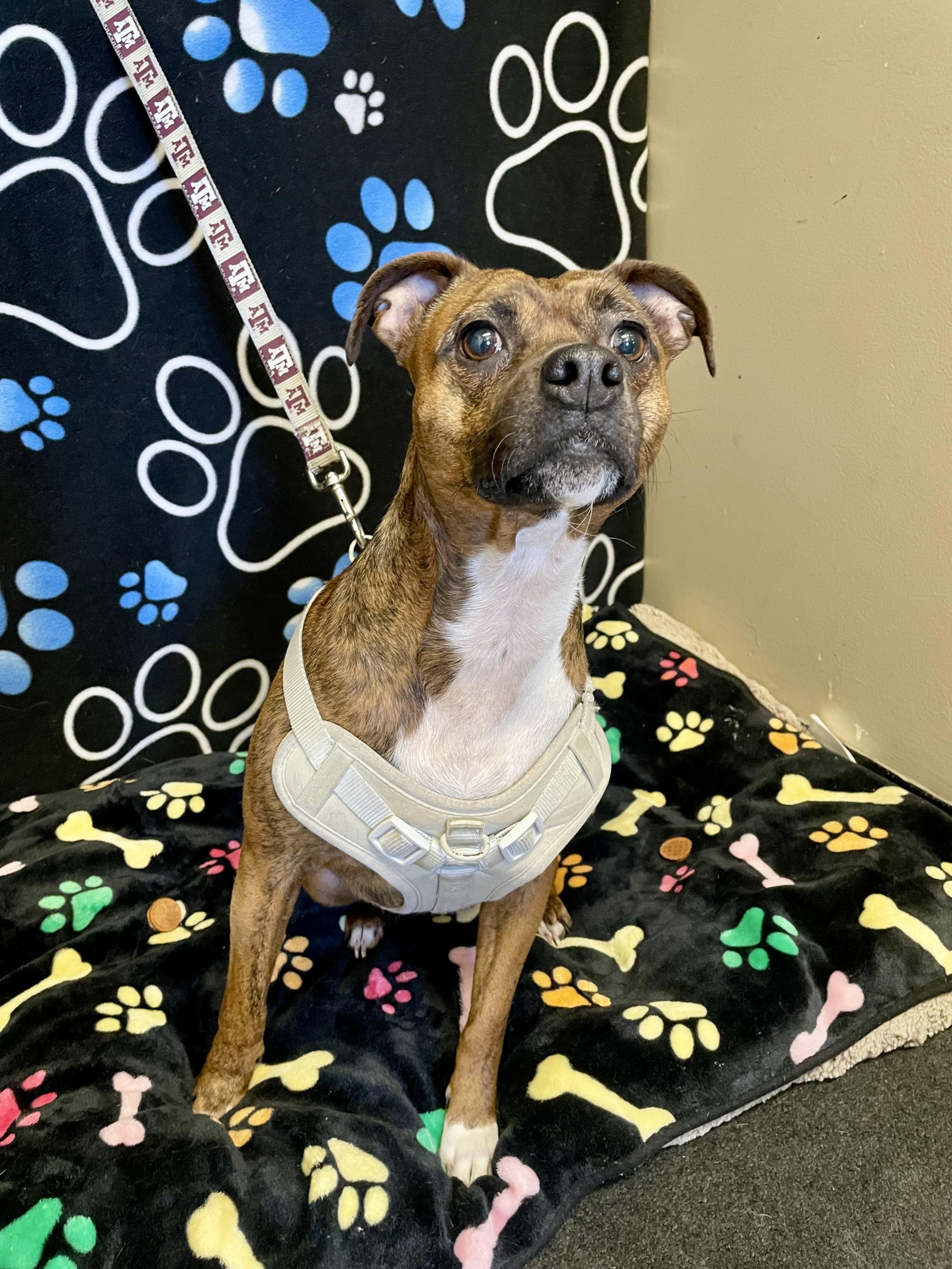 Enlarge Ally, a ADOPTABLE Mixed Breed in Washington Court House, OH image 5/5