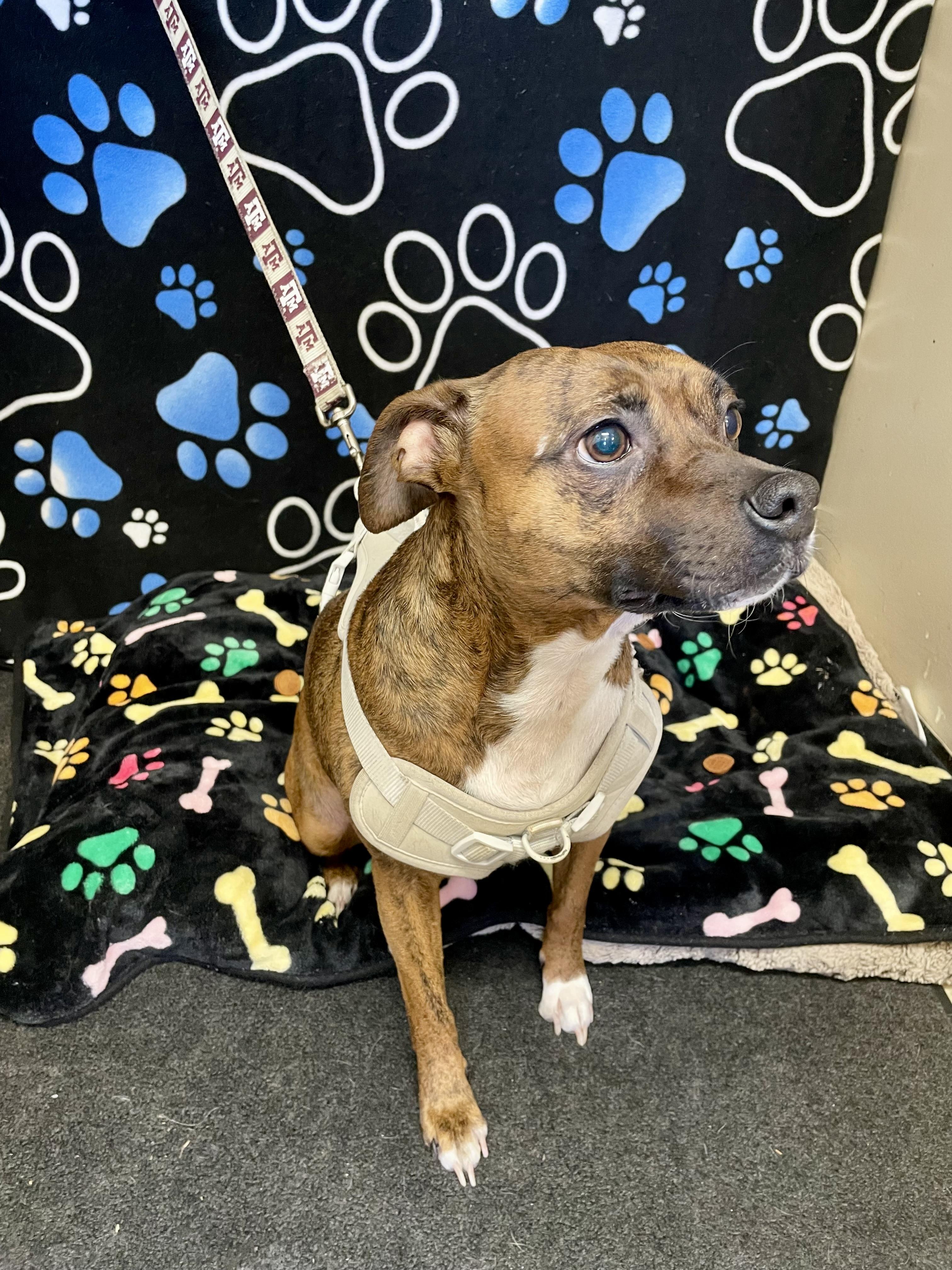 Enlarge Ally, a ADOPTABLE Mixed Breed in Washington Court House, OH image 4/5