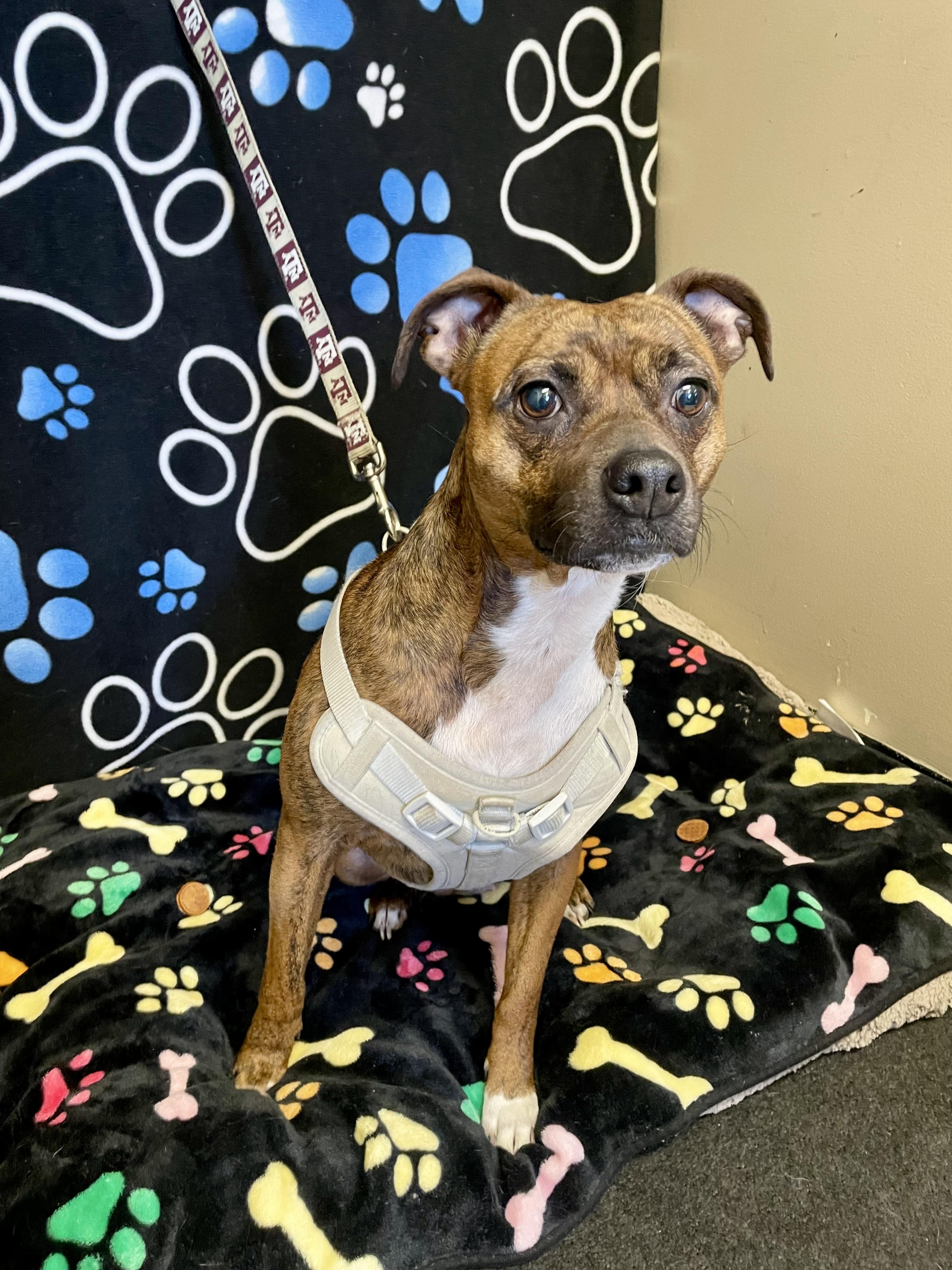 Ally, ADOPTABLE, Young Female Mixed Breed.